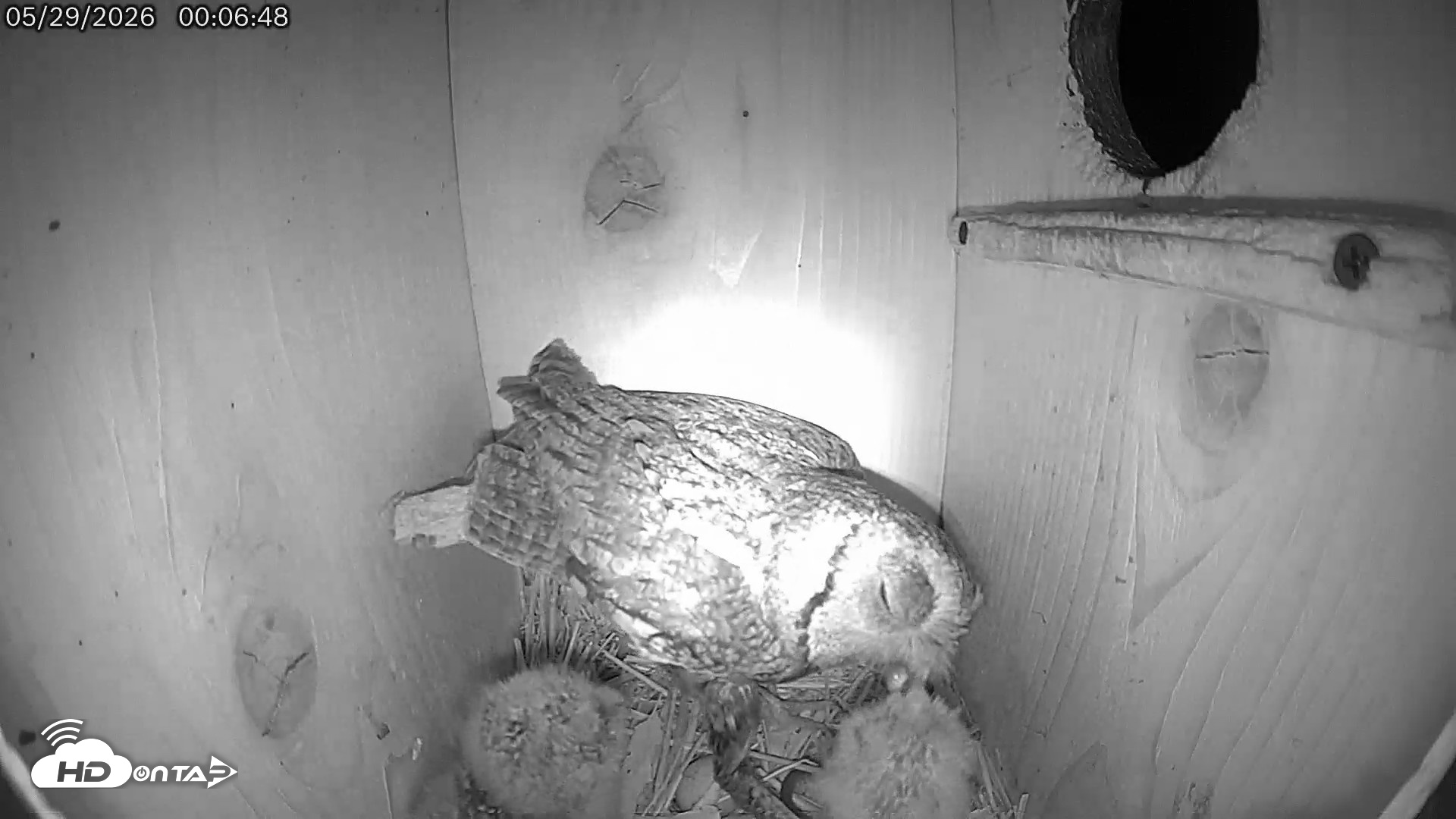 Snapshot of Eastern Screech Owl Live Cam taken May 29, 2026, 12:22am CDT
