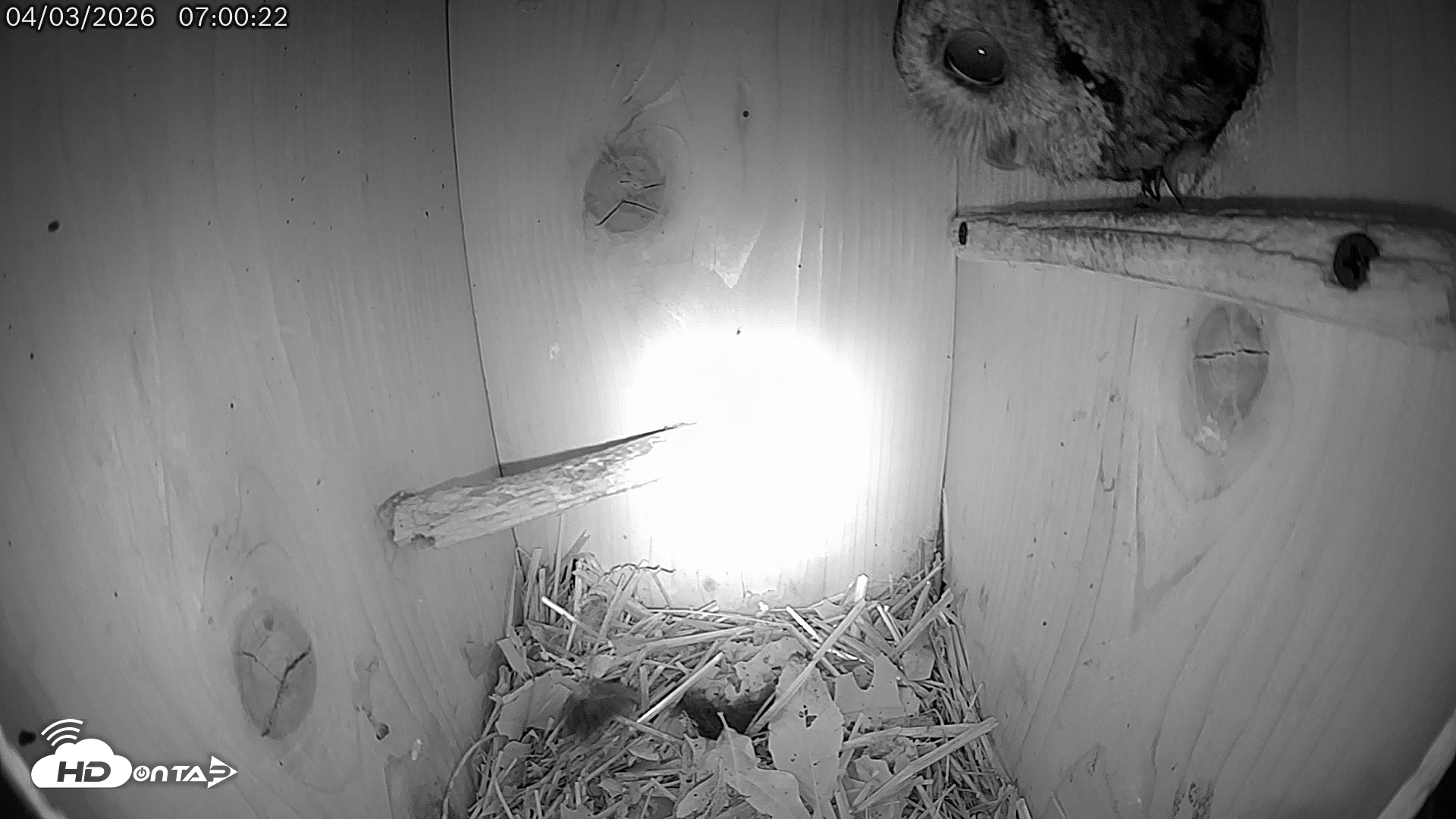 Snapshot of Eastern Screech Owl Live Cam taken Apr 3, 2026, 9:24am CDT
