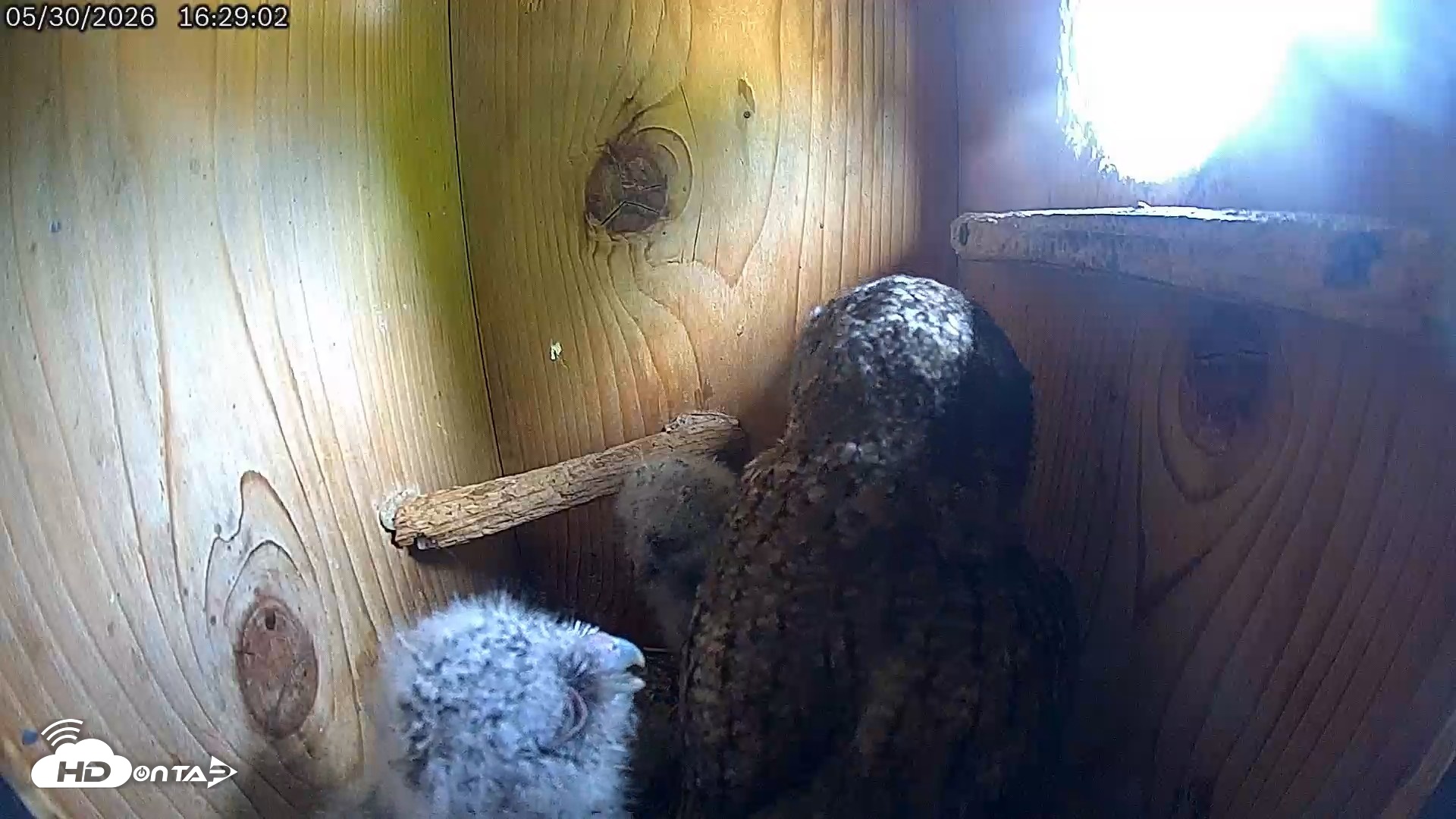 Snapshot of Eastern Screech Owl Live Cam taken May 30, 2026, 4:29pm CDT
