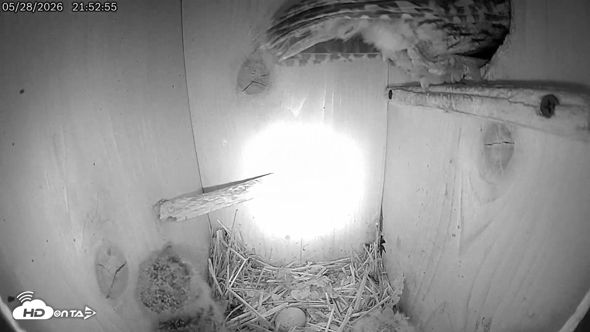 Snapshot of Eastern Screech Owl Live Cam taken May 28, 2026, 10:15pm CDT