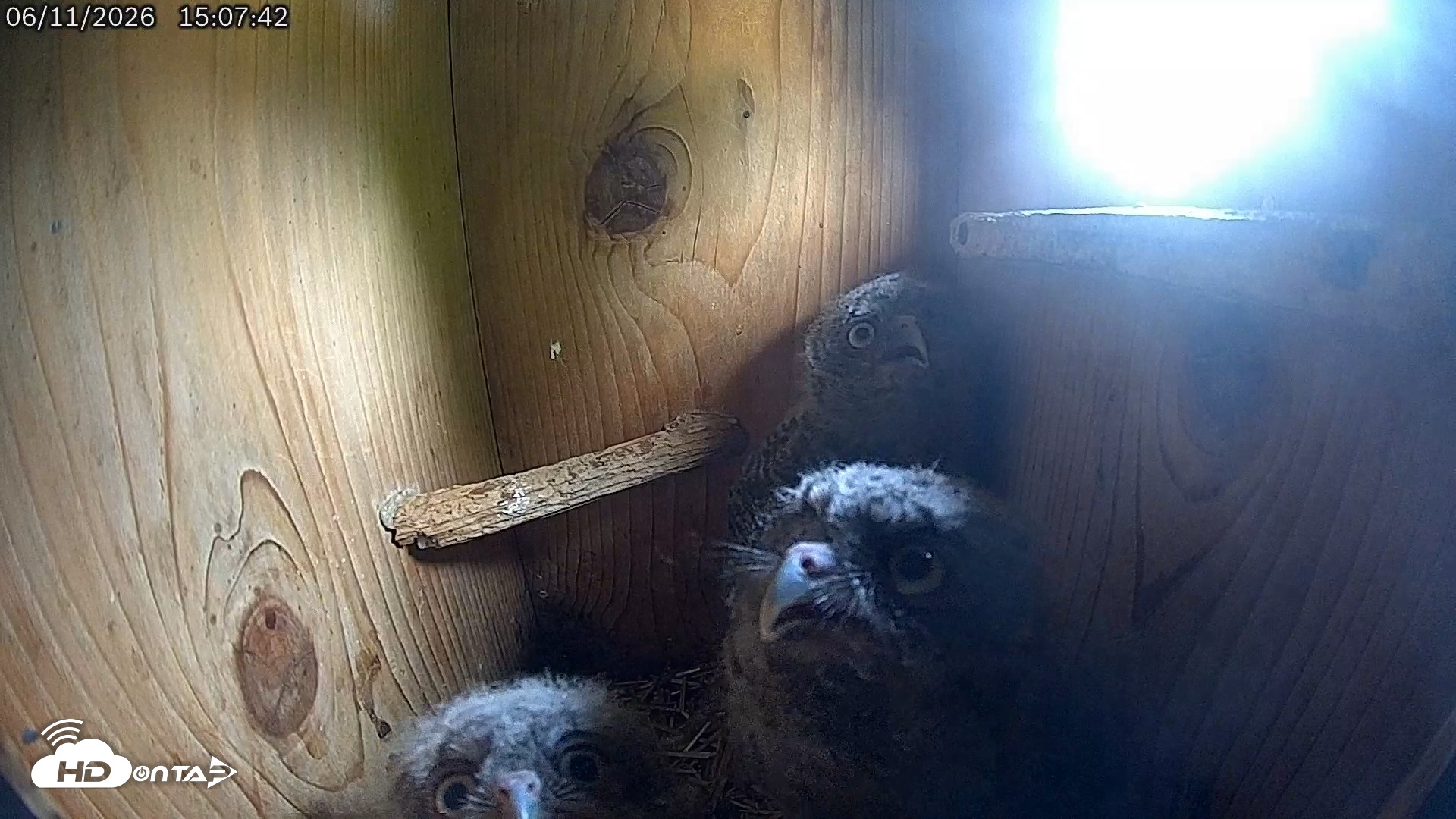 Snapshot of Eastern Screech Owl Live Cam taken Jun 11, 2026, 7:45pm CDT