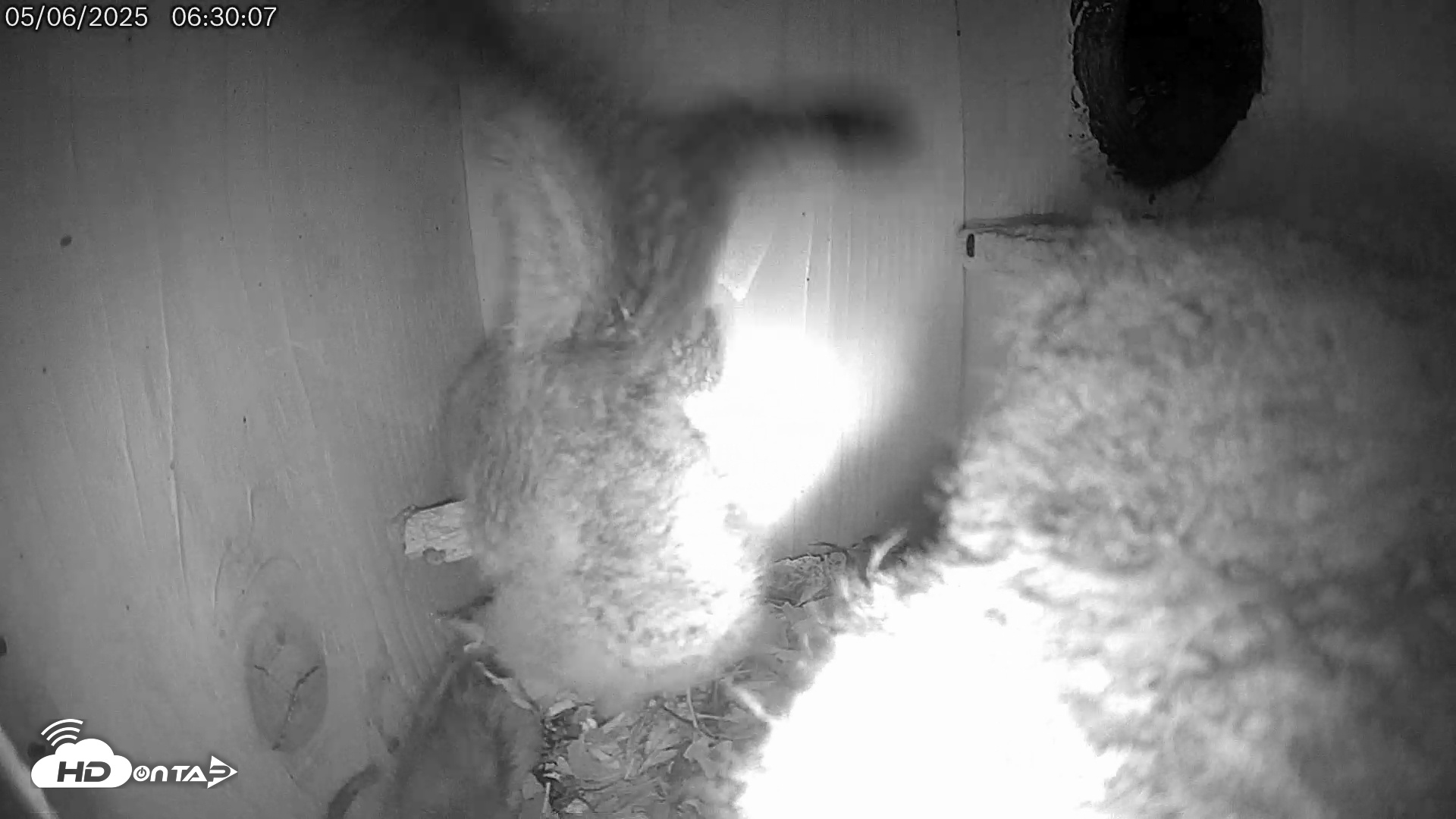 Snapshot of Eastern Screech Owl Live Cam taken May 6, 2025, 6:44am CDT