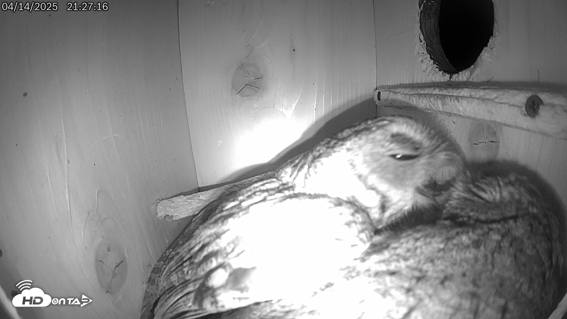 Snapshot of Eastern Screech Owl Live Cam taken Apr 14, 2025, 11:06pm CDT