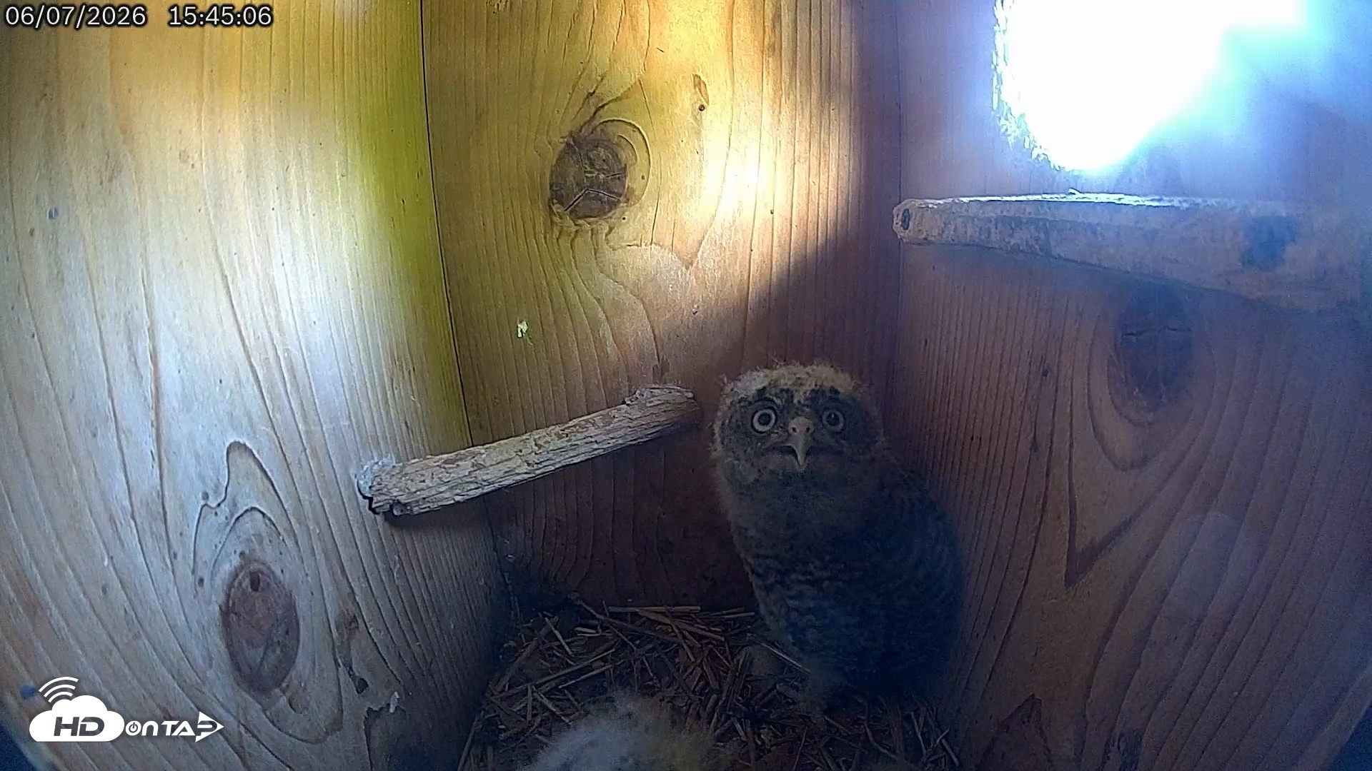 Snapshot of Eastern Screech Owl Live Cam taken Jun 7, 2026, 3:45pm CDT