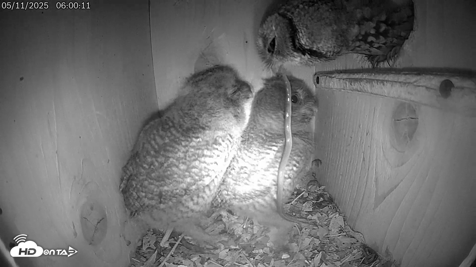 Snapshot of Eastern Screech Owl Live Cam taken May 11, 2025, 7:20am CDT