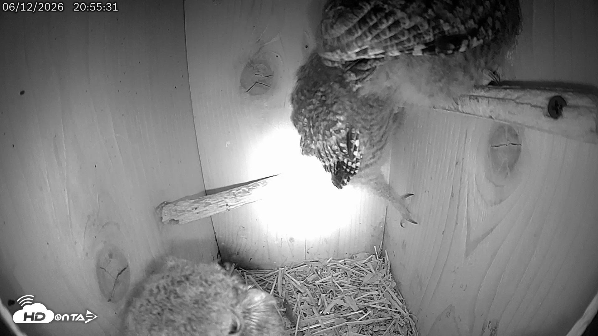 Snapshot of Eastern Screech Owl Live Cam taken Jun 12, 2026, 9:26pm CDT