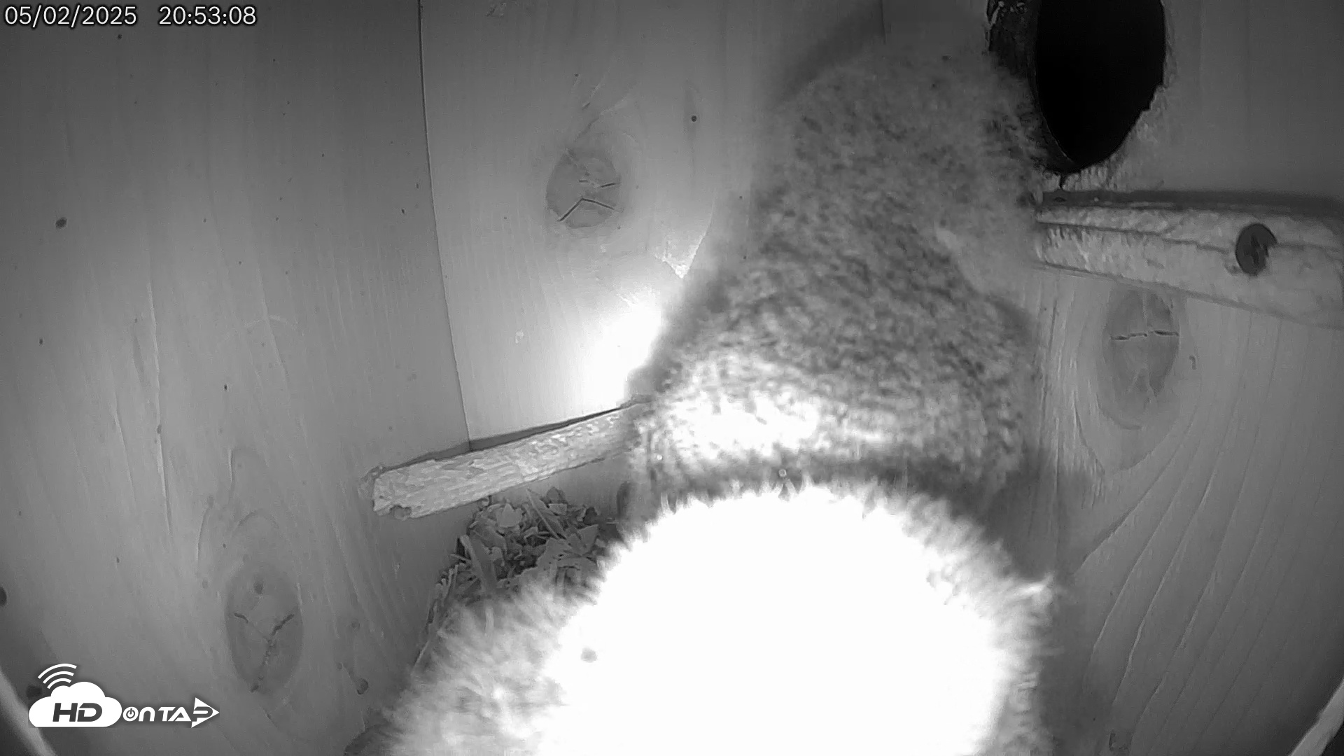 Snapshot of Eastern Screech Owl Live Cam taken May 3, 2025, 6:36am CDT
