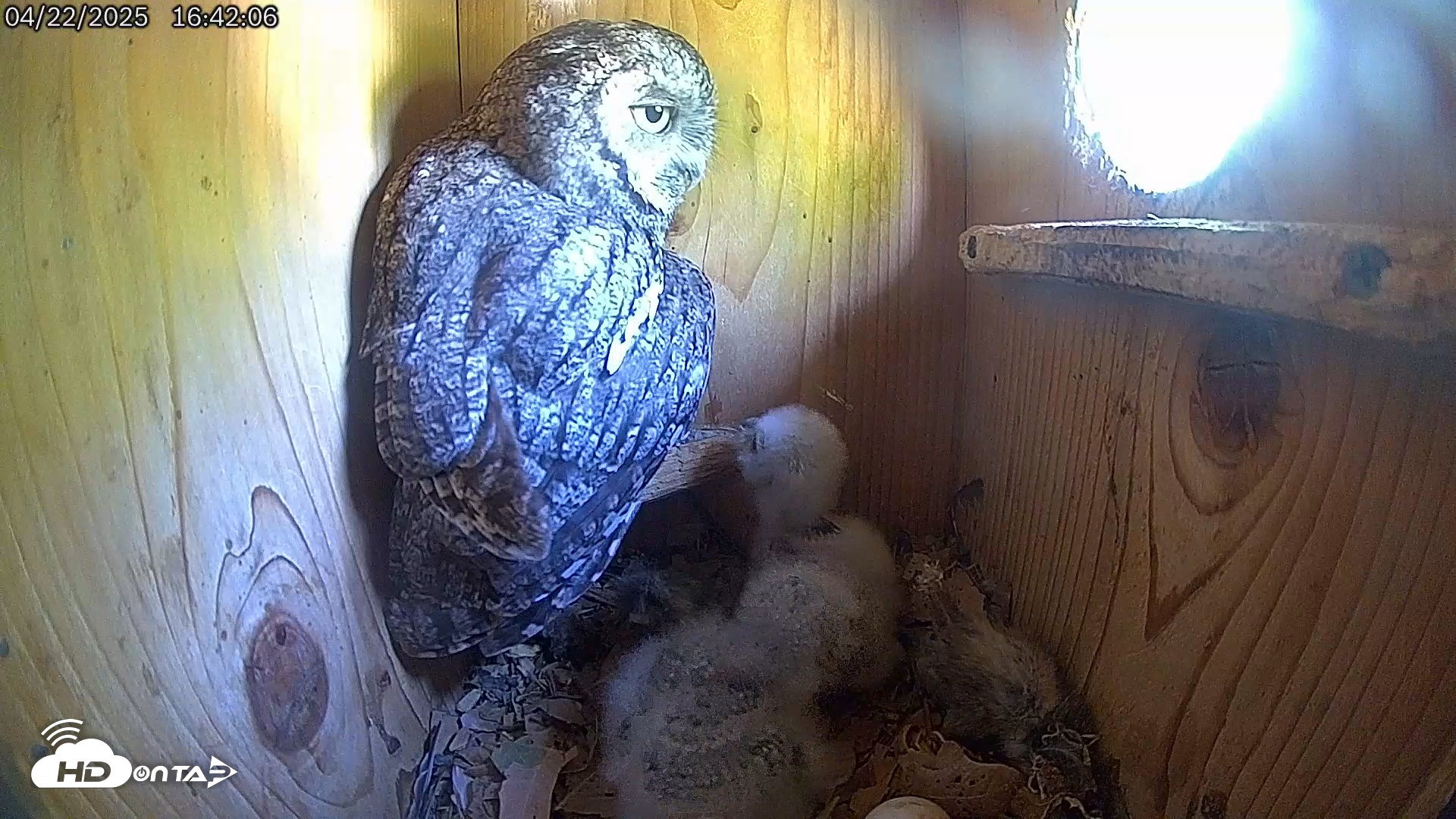 Snapshot of Eastern Screech Owl Live Cam taken Apr 23, 2025, 1:08am CDT