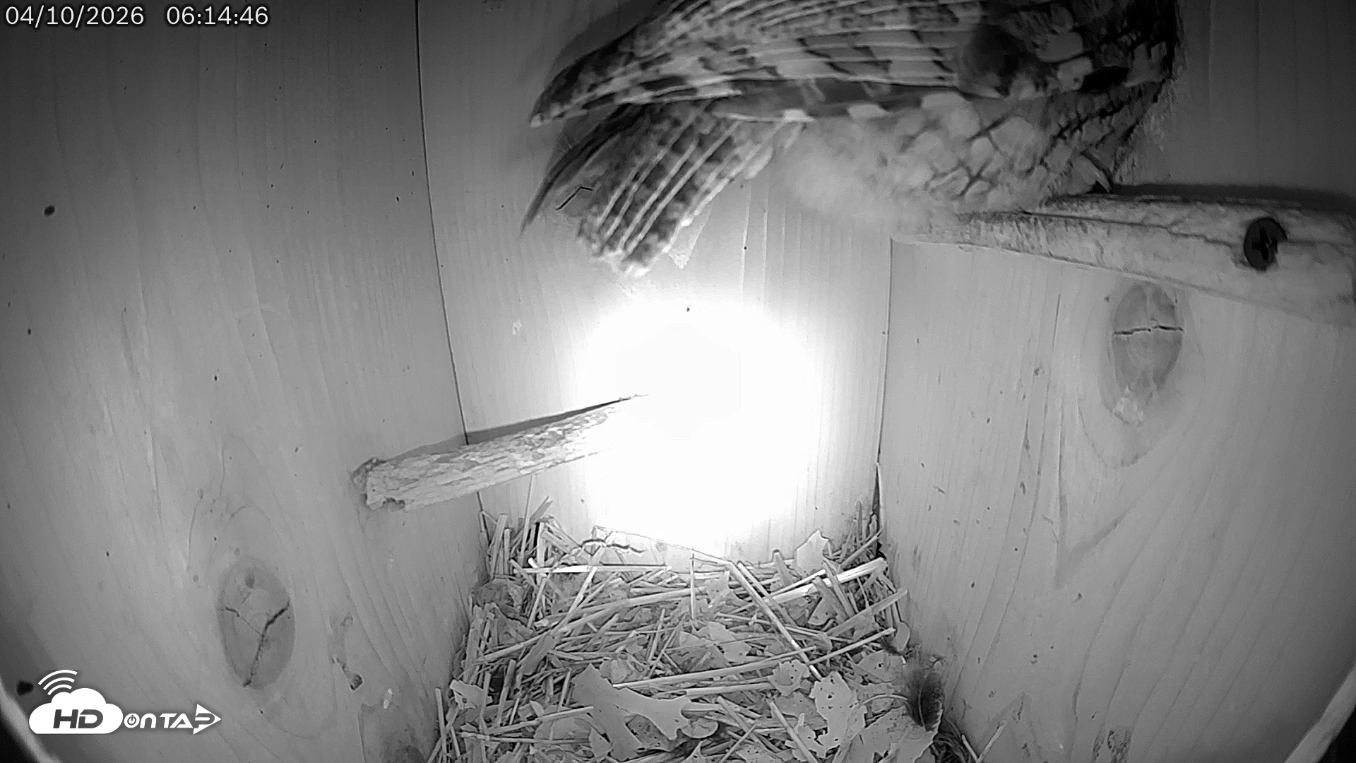 Snapshot of Eastern Screech Owl Live Cam taken Apr 10, 2026, 9:50am CDT