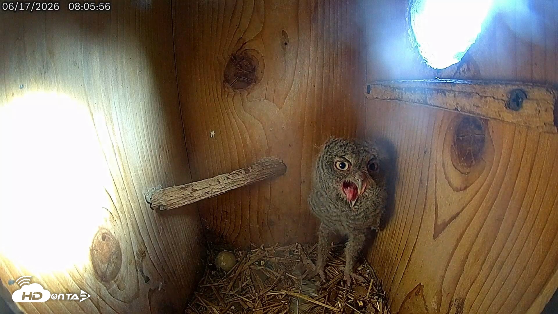 Snapshot of Eastern Screech Owl Live Cam taken Jun 17, 2026, 8:15am CDT