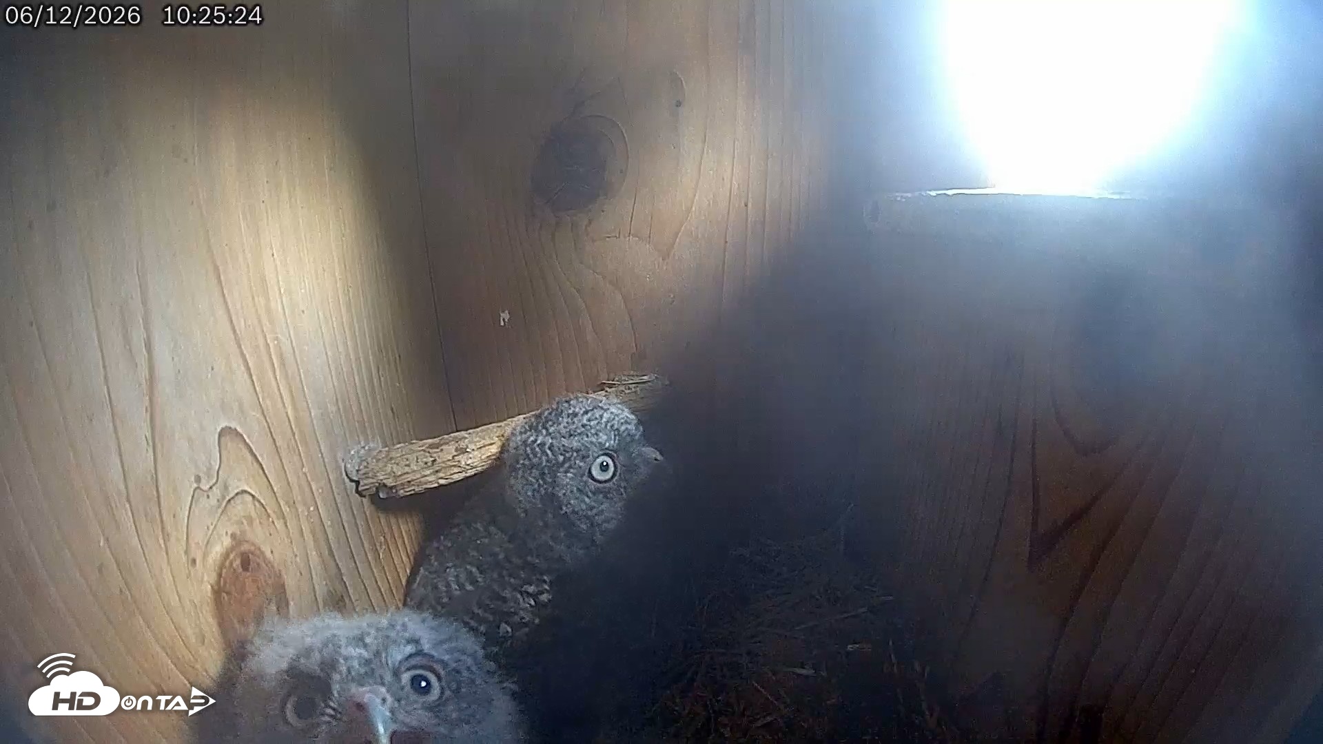 Snapshot of Eastern Screech Owl Live Cam taken Jun 12, 2026, 5:48pm CDT