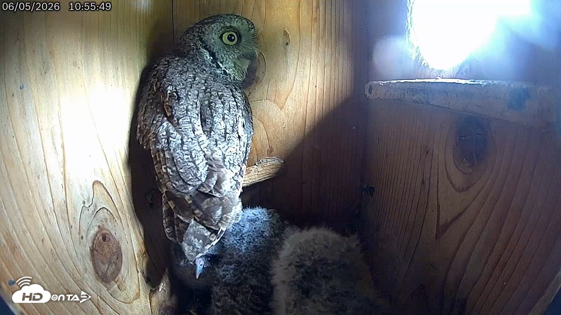Snapshot of Eastern Screech Owl Live Cam taken Jun 5, 2026, 1:51pm CDT