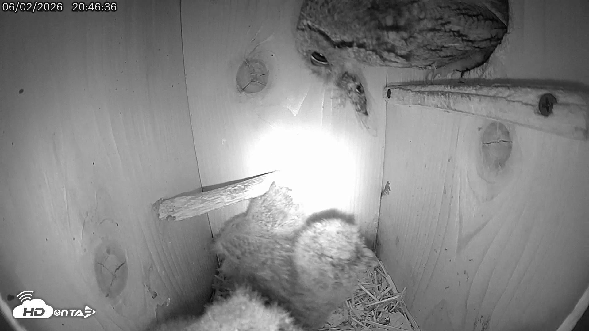 Snapshot of Eastern Screech Owl Live Cam taken Jun 2, 2026, 10:18pm CDT