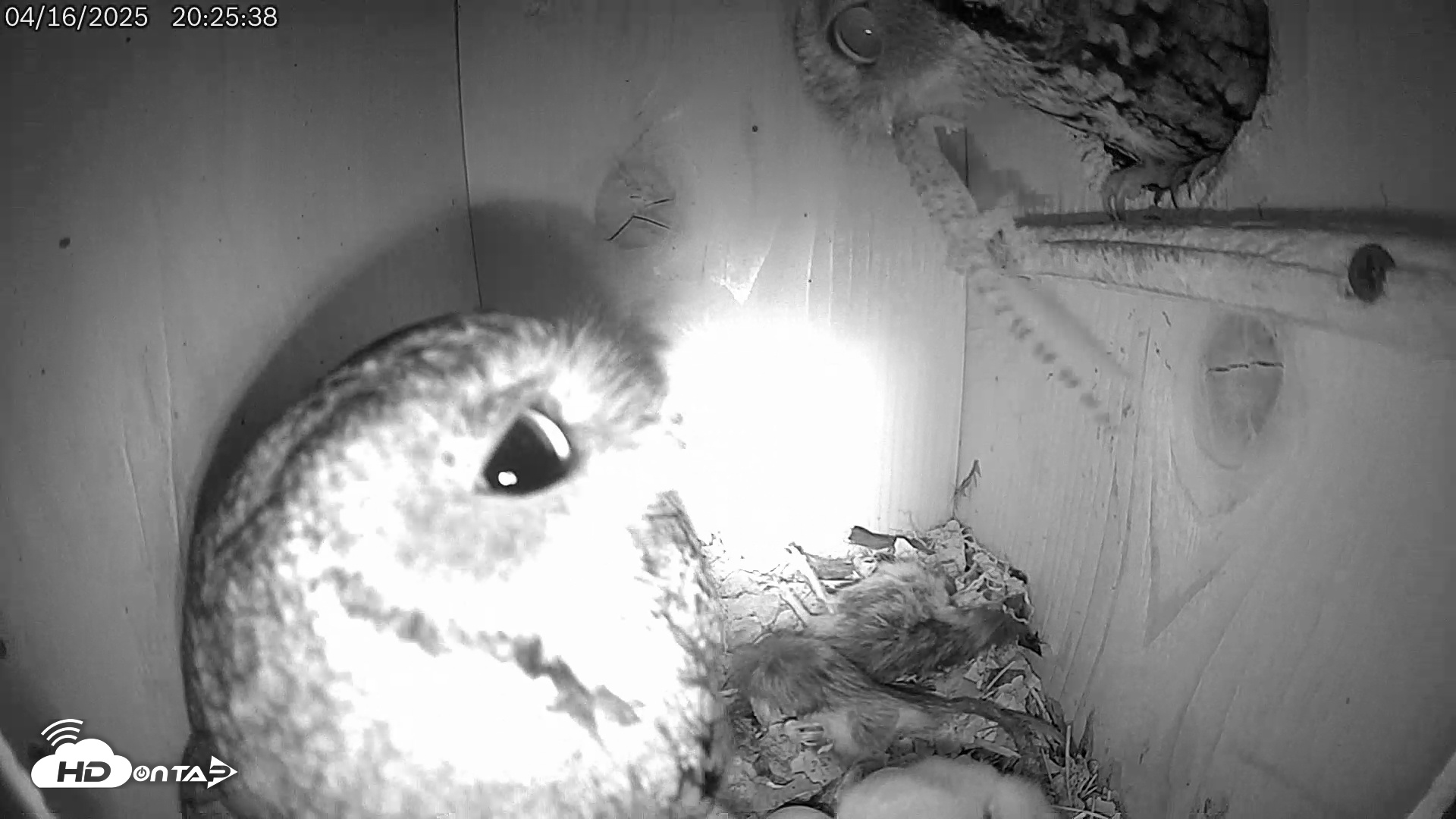 Snapshot of Eastern Screech Owl Live Cam taken Apr 16, 2025, 10:40pm CDT