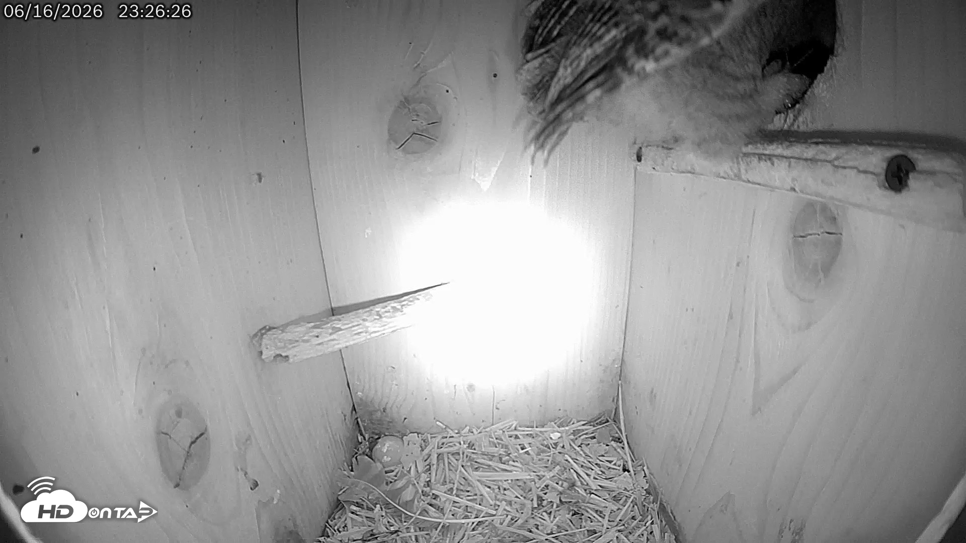 Snapshot of Eastern Screech Owl Live Cam taken Jun 16, 2026, 11:45pm CDT