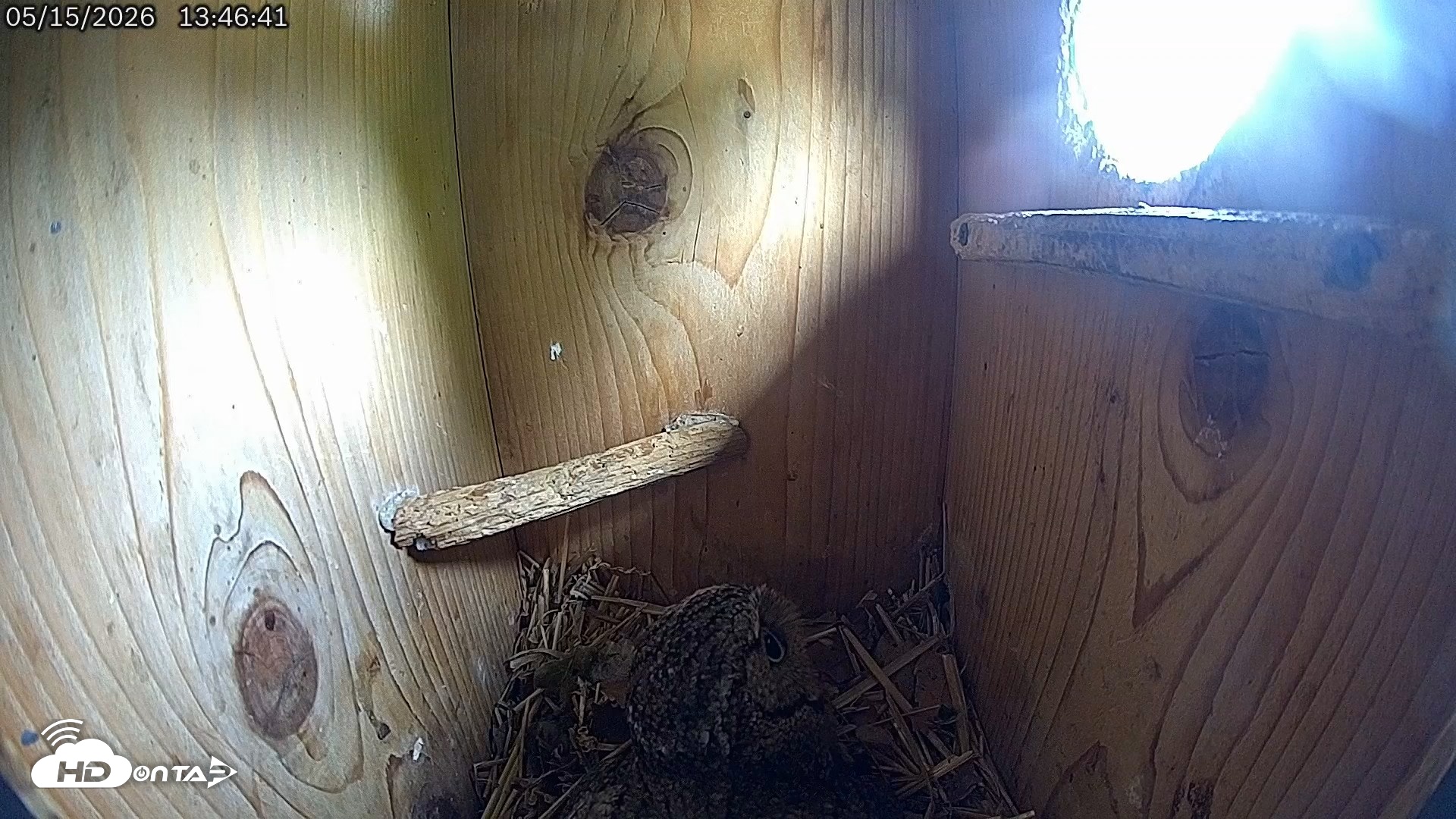 Snapshot of Eastern Screech Owl Live Cam taken May 15, 2026, 1:50pm CDT