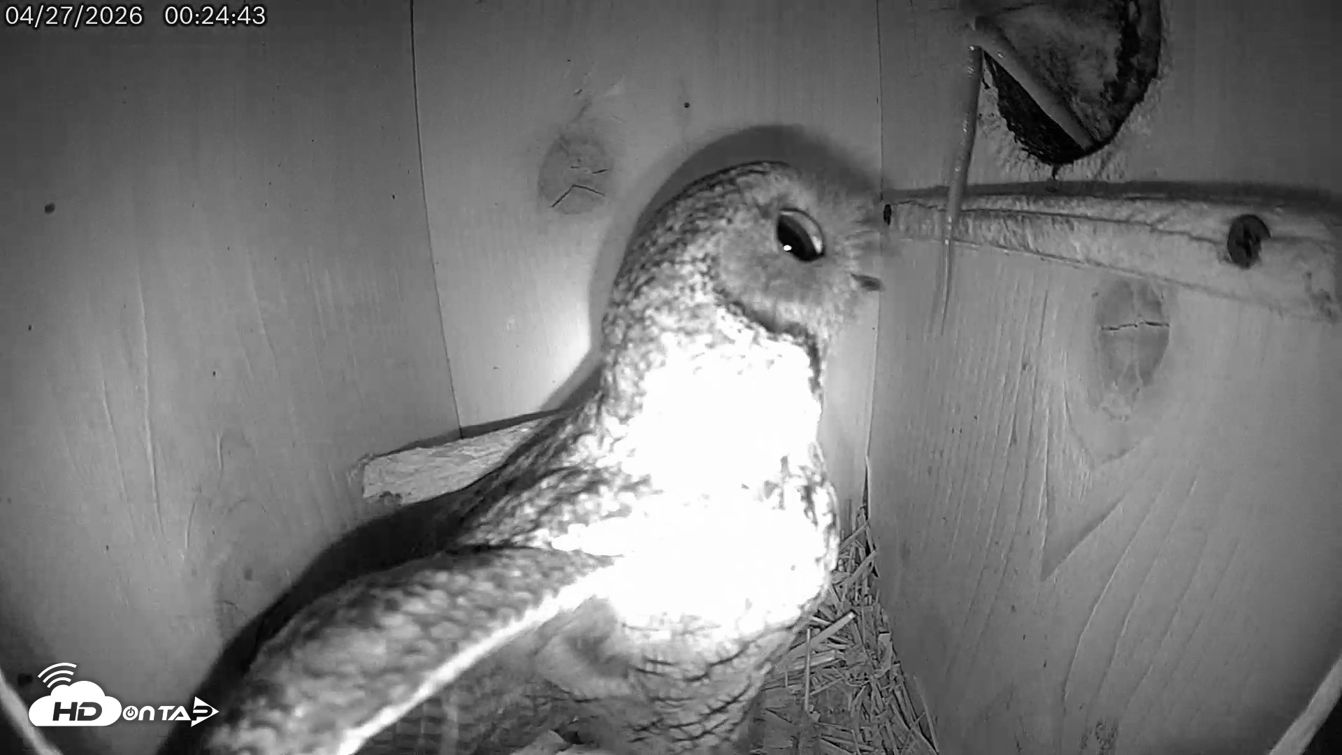 Snapshot of Eastern Screech Owl Live Cam taken Apr 27, 2026, 3:32am CDT