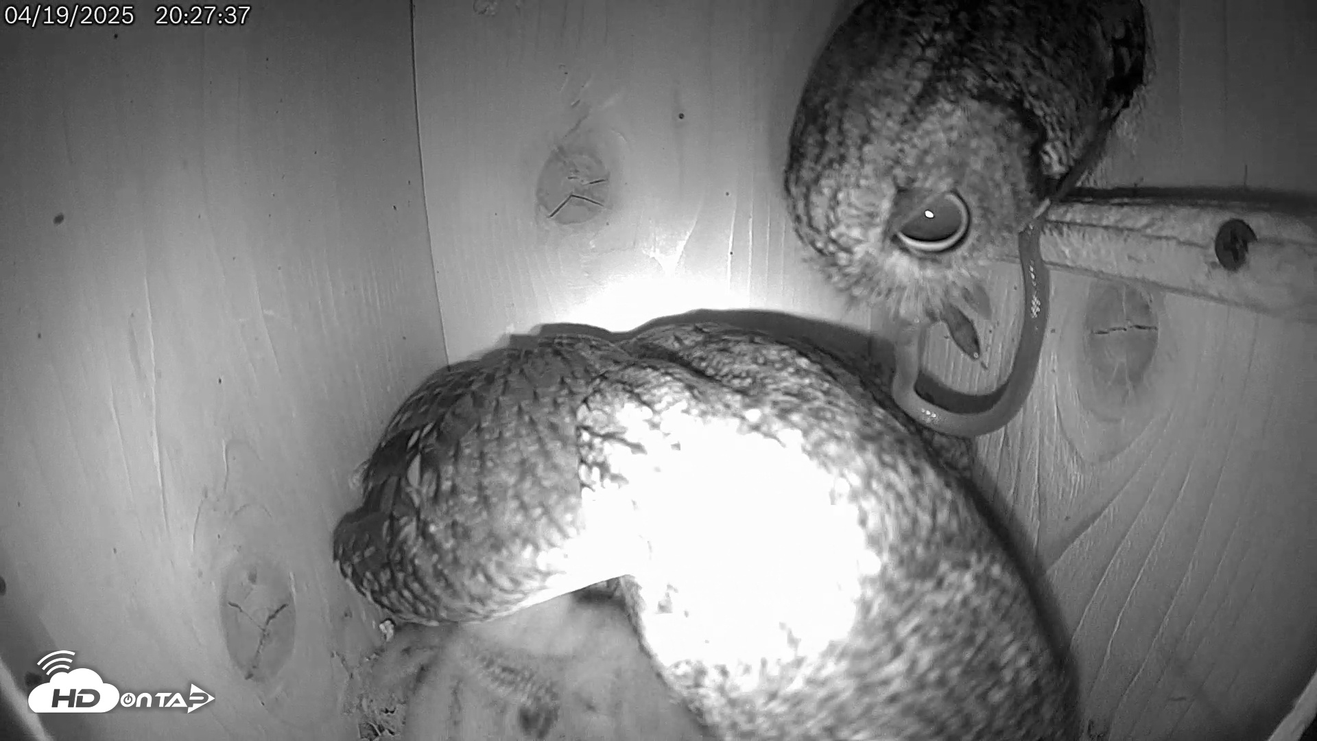 Snapshot of Eastern Screech Owl Live Cam taken Apr 20, 2025, 2:09am CDT