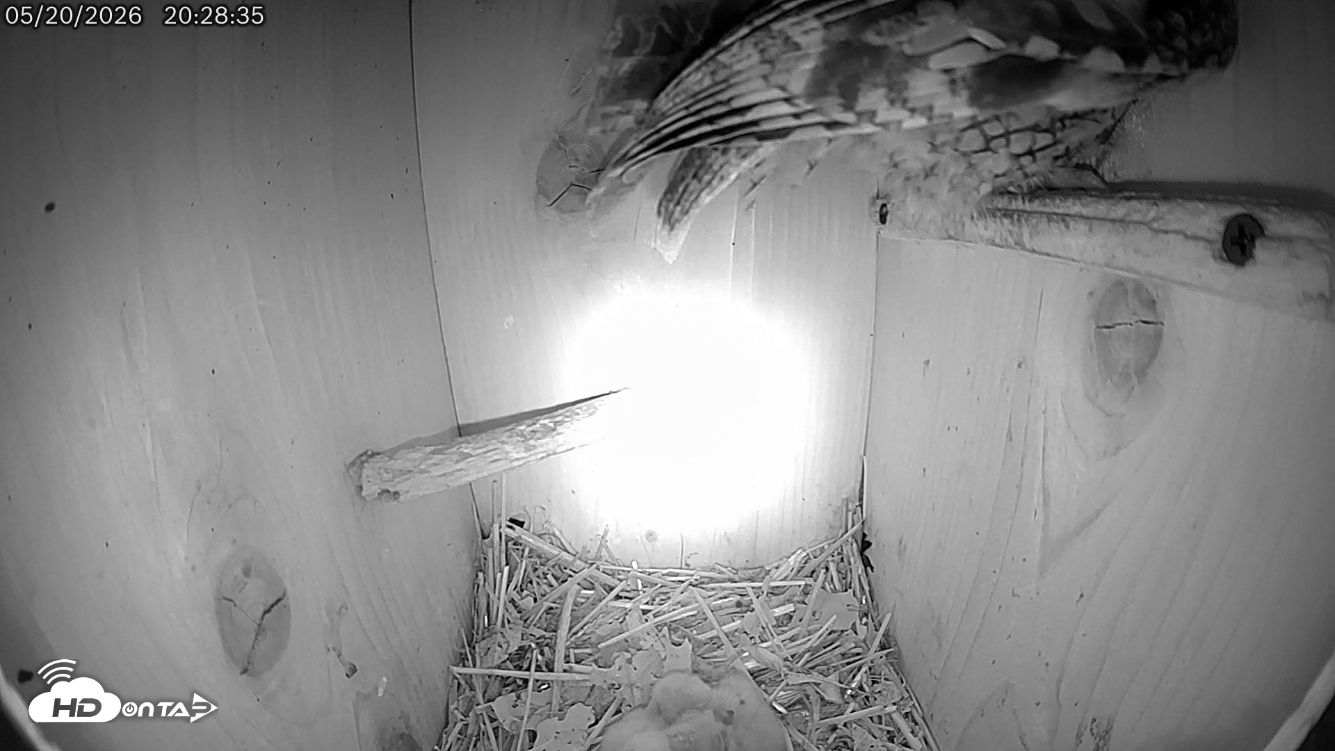 Snapshot of Eastern Screech Owl Live Cam taken May 21, 2026, 3:54am CDT