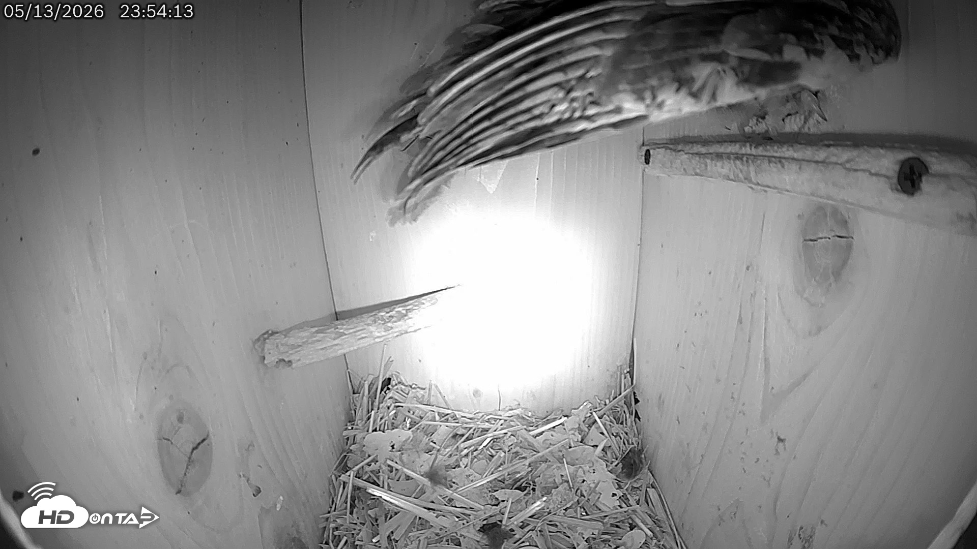 Snapshot of Eastern Screech Owl Live Cam taken May 14, 2026, 7:41am CDT