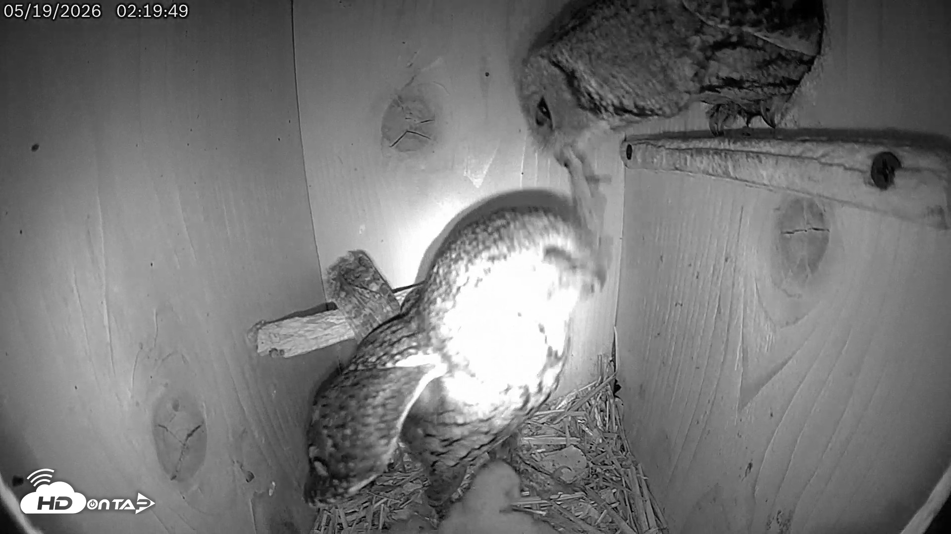 Snapshot of Eastern Screech Owl Live Cam taken May 19, 2026, 2:23am CDT