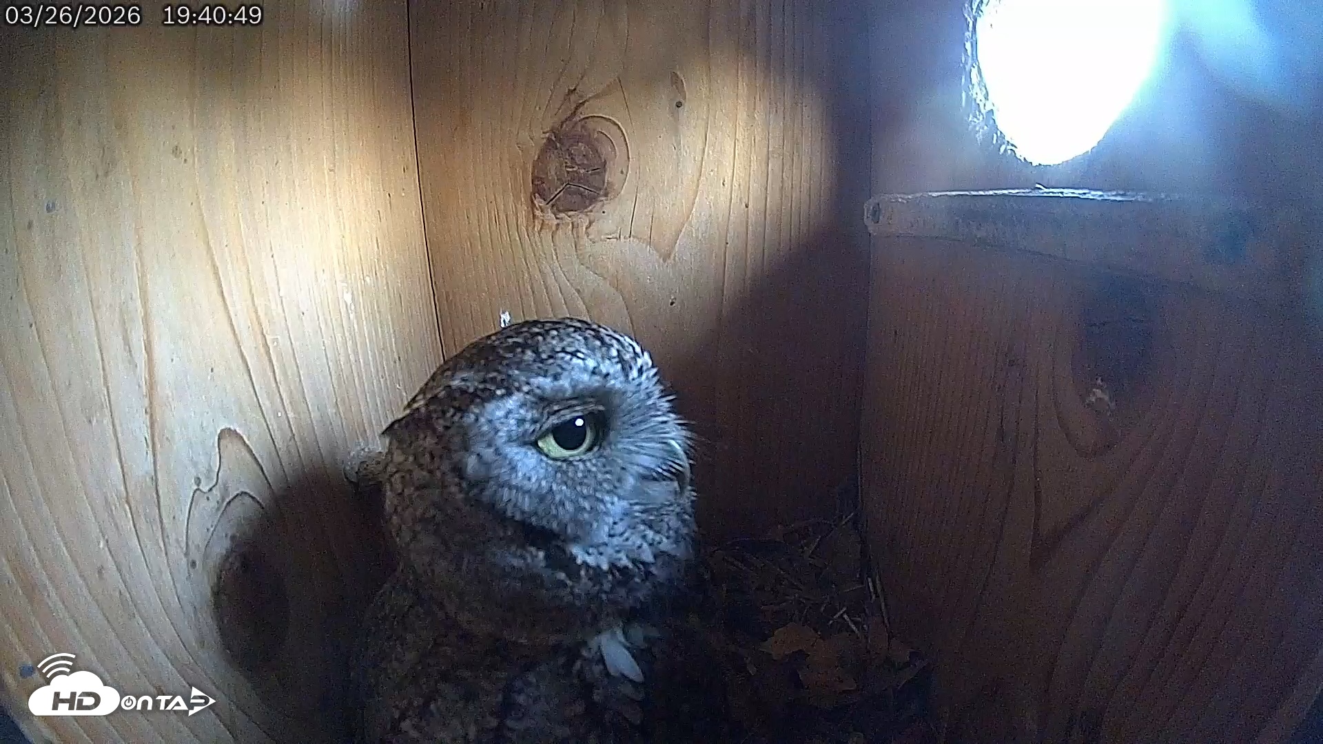 Snapshot of Eastern Screech Owl Live Cam taken Mar 27, 2026, 3:42am CDT