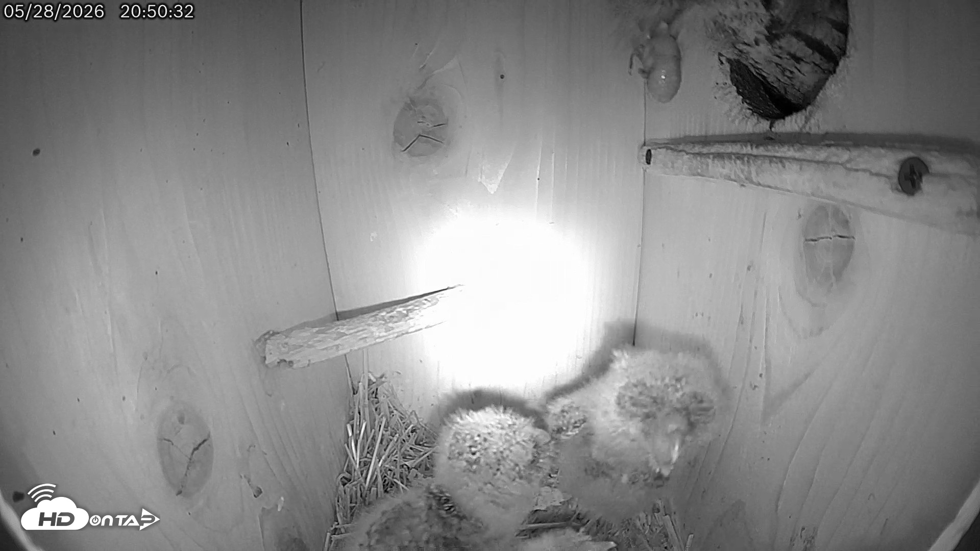 Snapshot of Eastern Screech Owl Live Cam taken May 28, 2026, 9:09pm CDT