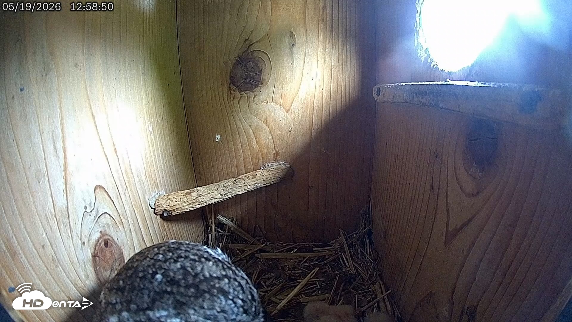 Snapshot of Eastern Screech Owl Live Cam taken May 19, 2026, 1:51pm CDT
