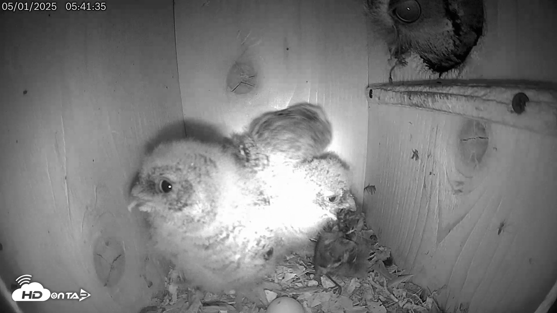 Snapshot of Eastern Screech Owl Live Cam taken May 1, 2025, 6:07am CDT