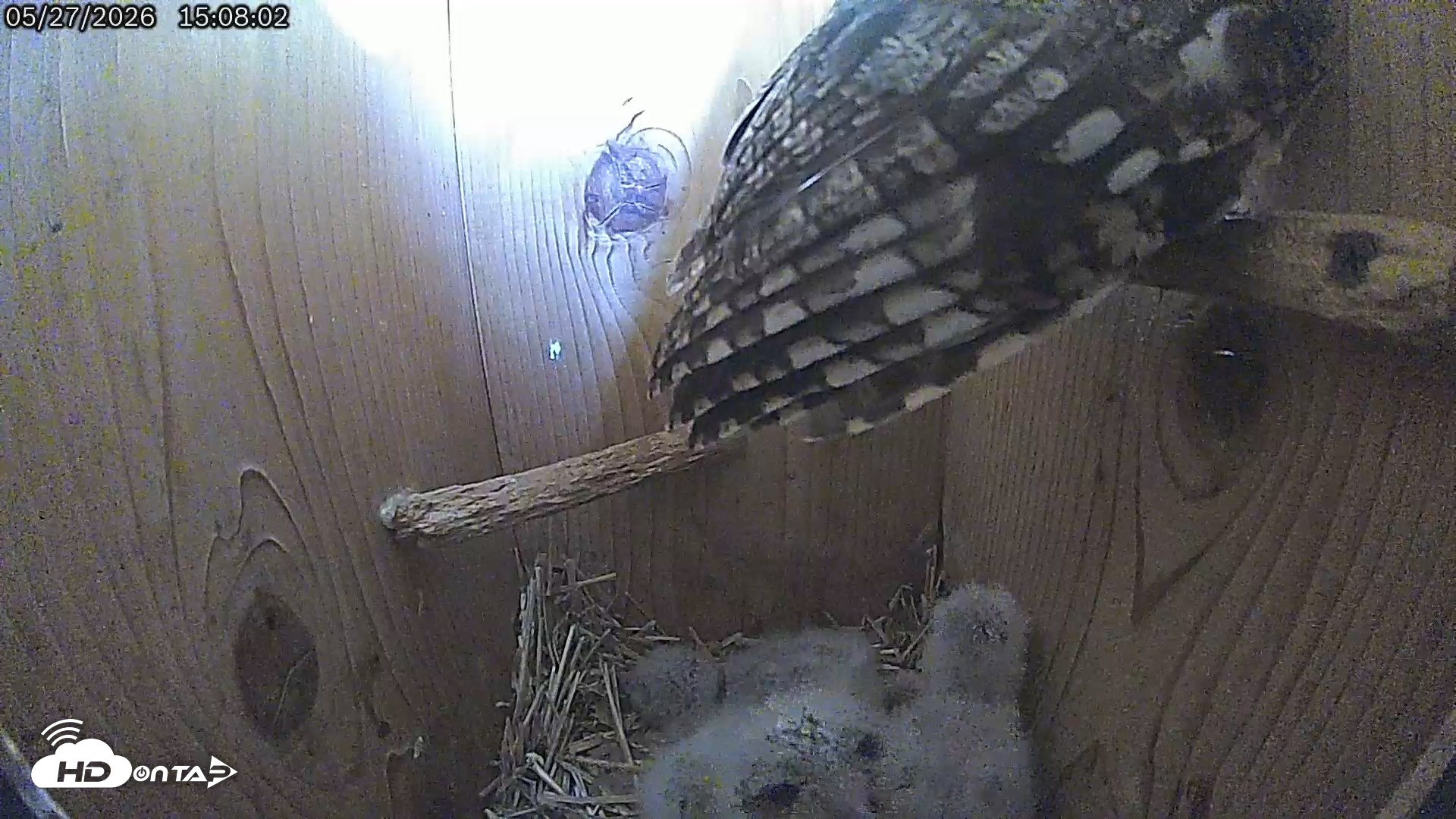 Snapshot of Eastern Screech Owl Live Cam taken May 27, 2026, 3:11pm CDT