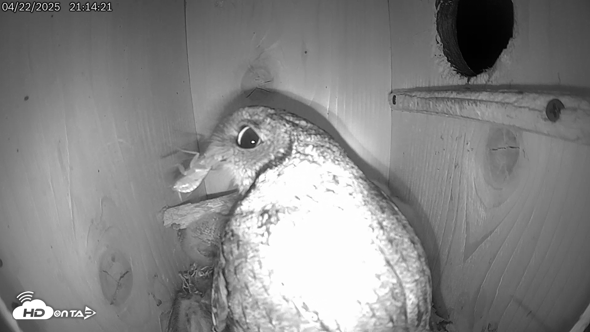Snapshot of Eastern Screech Owl Live Cam taken Apr 23, 2025, 3:45am CDT