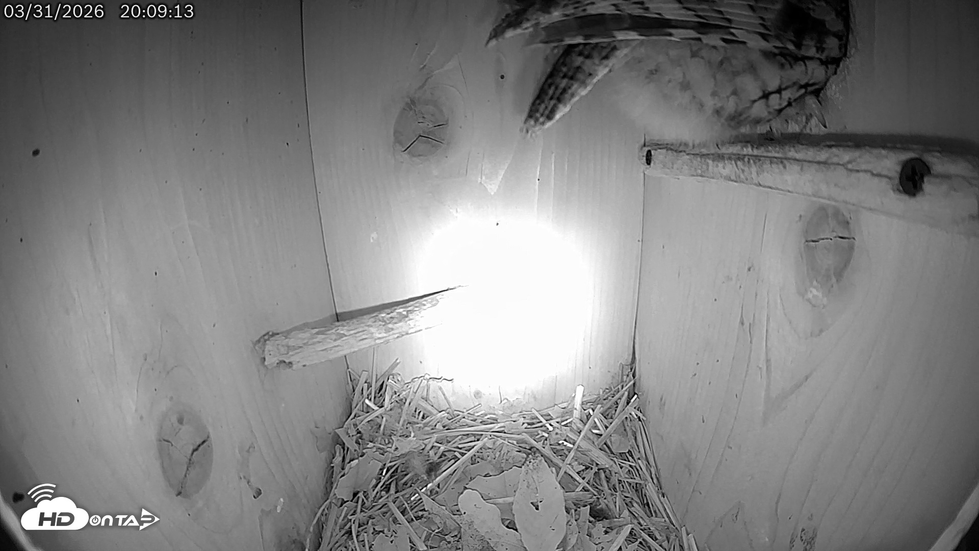 Snapshot of Eastern Screech Owl Live Cam taken Mar 31, 2026, 9:11pm CDT