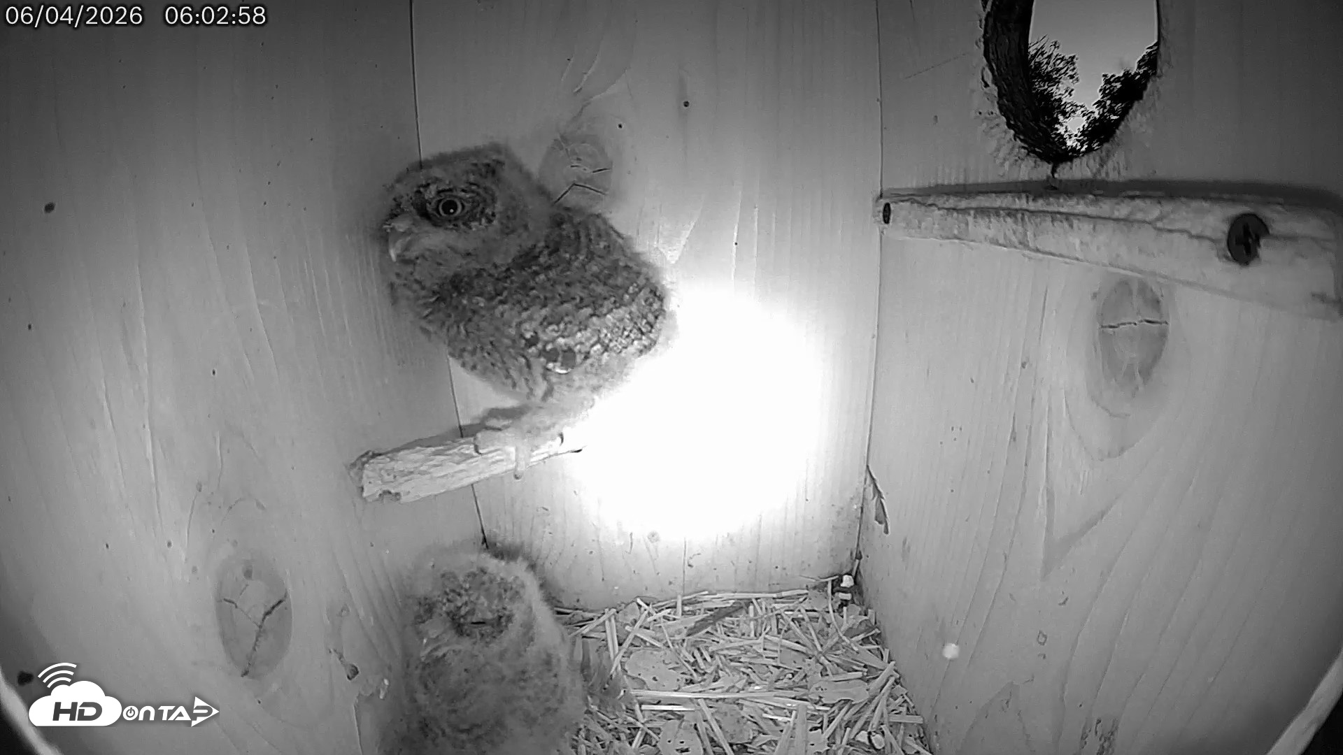 Snapshot of Eastern Screech Owl Live Cam taken Jun 4, 2026, 6:17am CDT