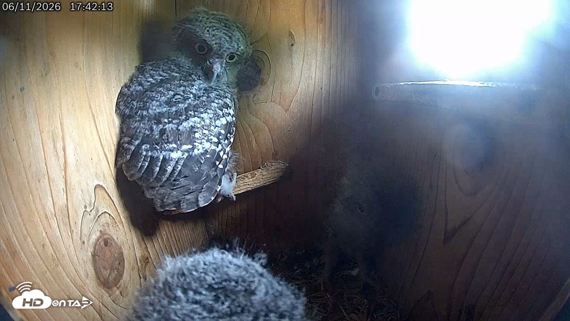 Snapshot of Eastern Screech Owl Live Cam taken Jun 11, 2026, 7:53pm CDT