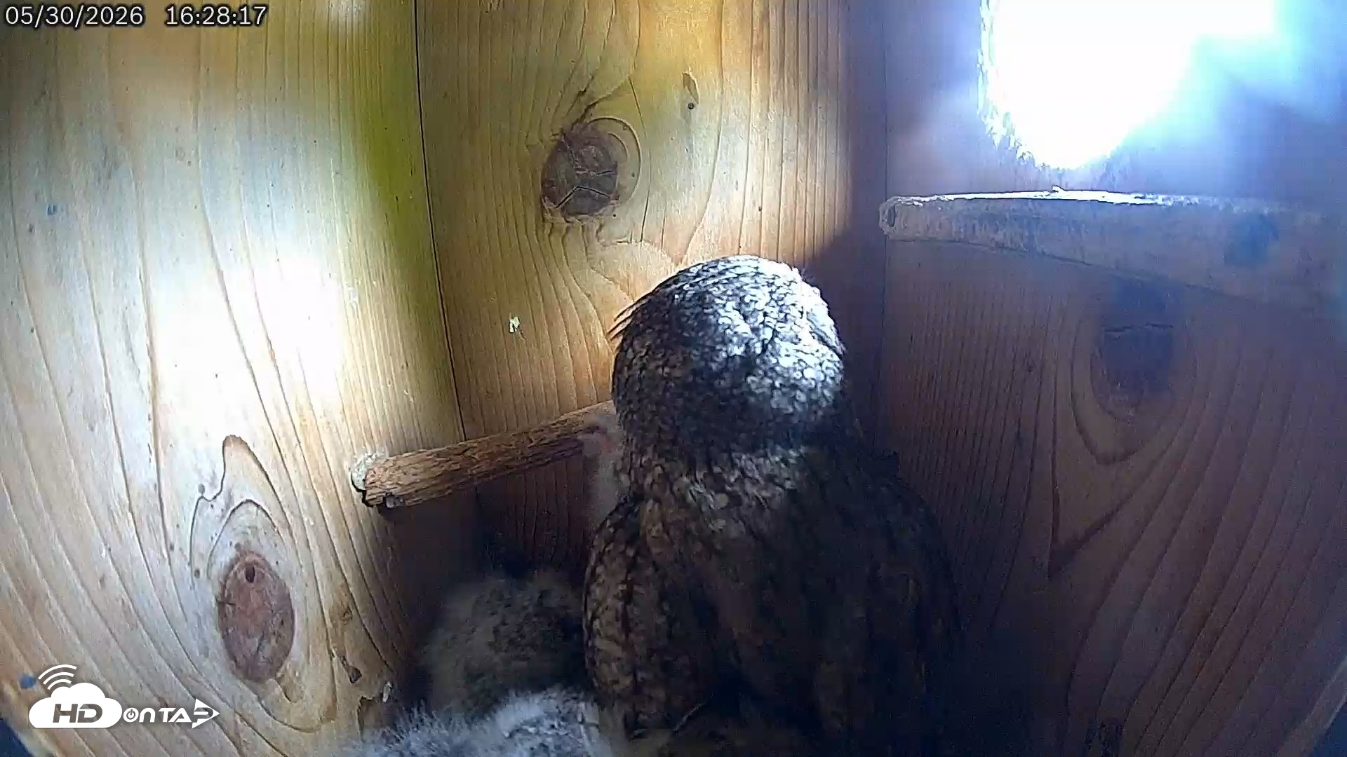 Snapshot of Eastern Screech Owl Live Cam taken May 30, 2026, 4:28pm CDT