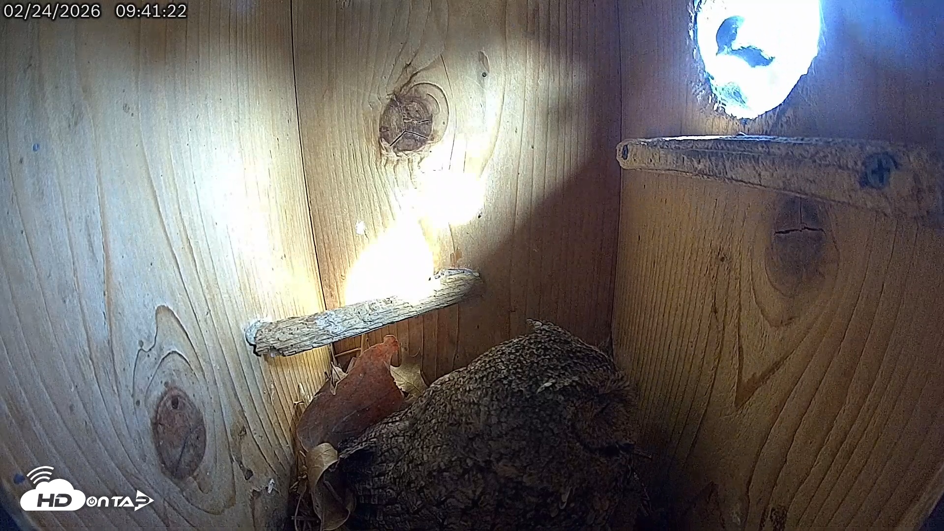 Snapshot of Eastern Screech Owl Live Cam taken Feb 24, 2026, 1:37pm CST