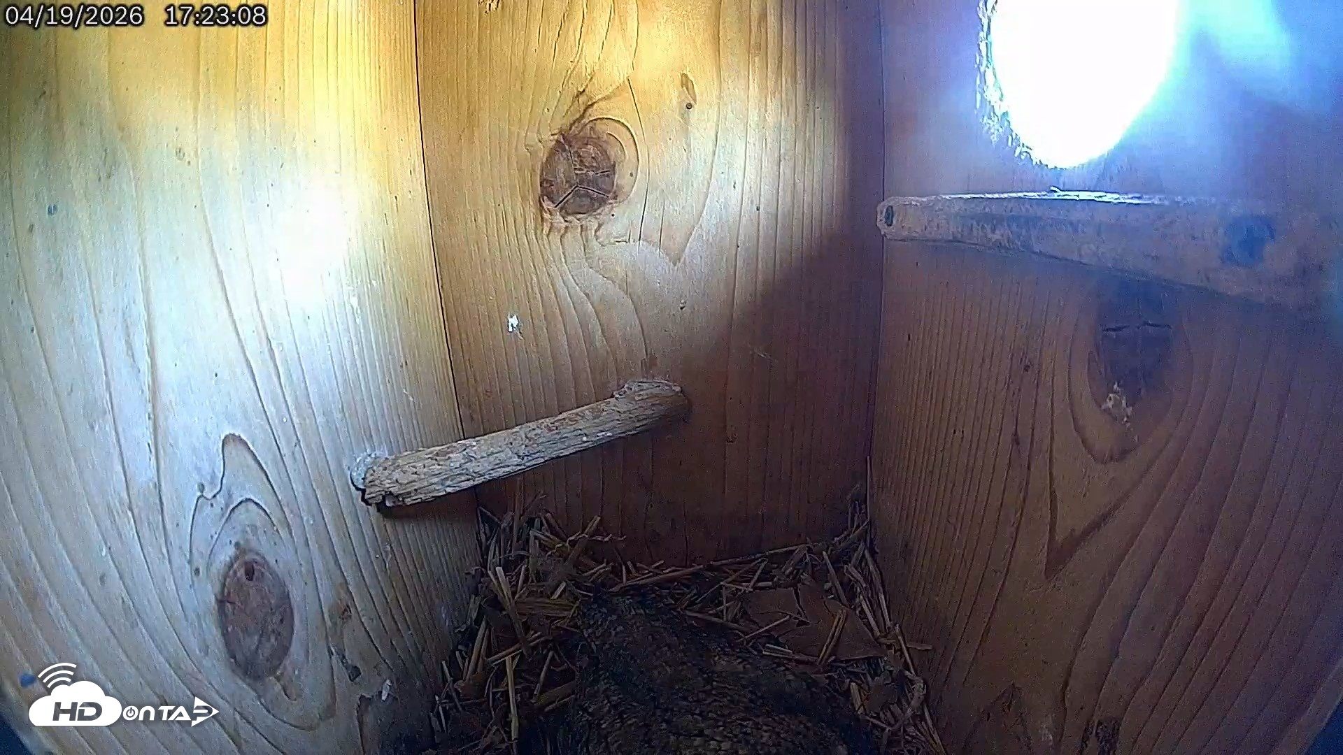 Snapshot of Eastern Screech Owl Live Cam taken Apr 19, 2026, 5:28pm CDT