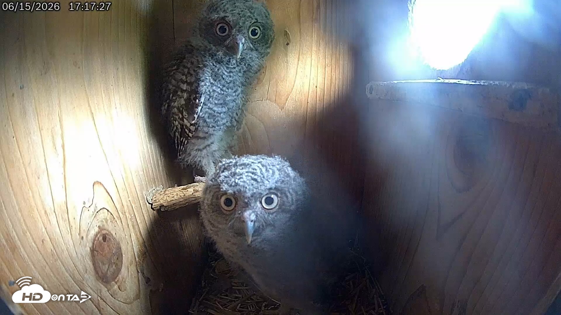 Snapshot of Eastern Screech Owl Live Cam taken Jun 15, 2026, 6:12pm CDT