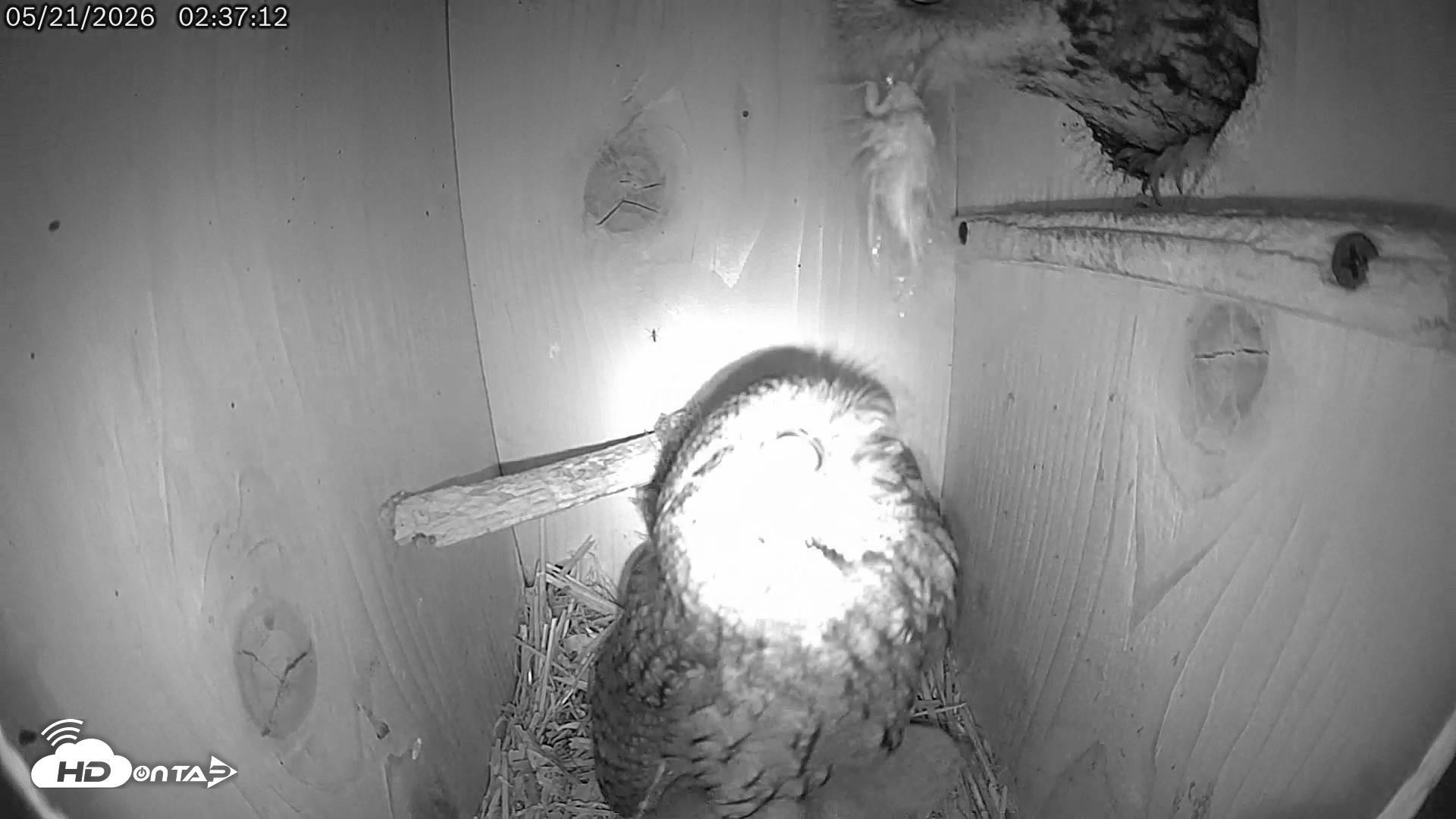 Snapshot of Eastern Screech Owl Live Cam taken May 21, 2026, 8:20am CDT