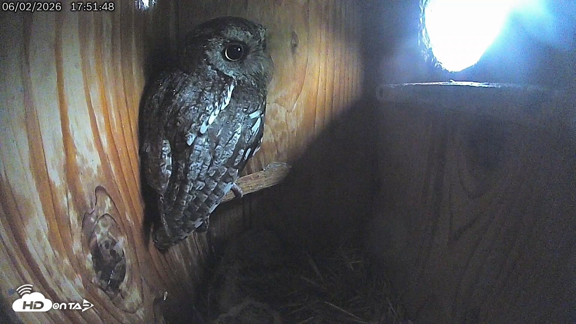 Snapshot of Eastern Screech Owl Live Cam taken Jun 2, 2026, 6:16pm CDT