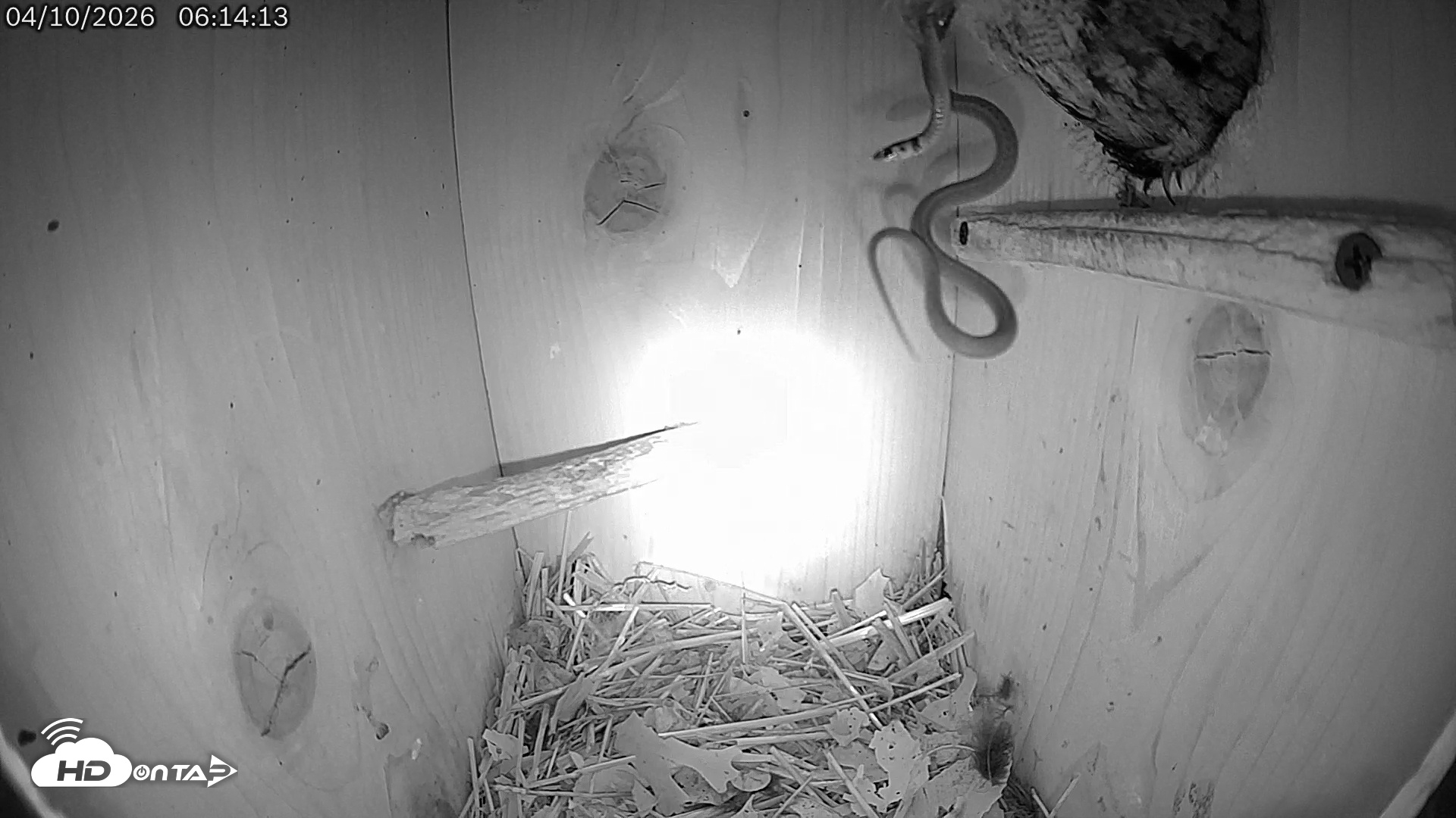 Snapshot of Eastern Screech Owl Live Cam taken Apr 10, 2026, 9:47am CDT