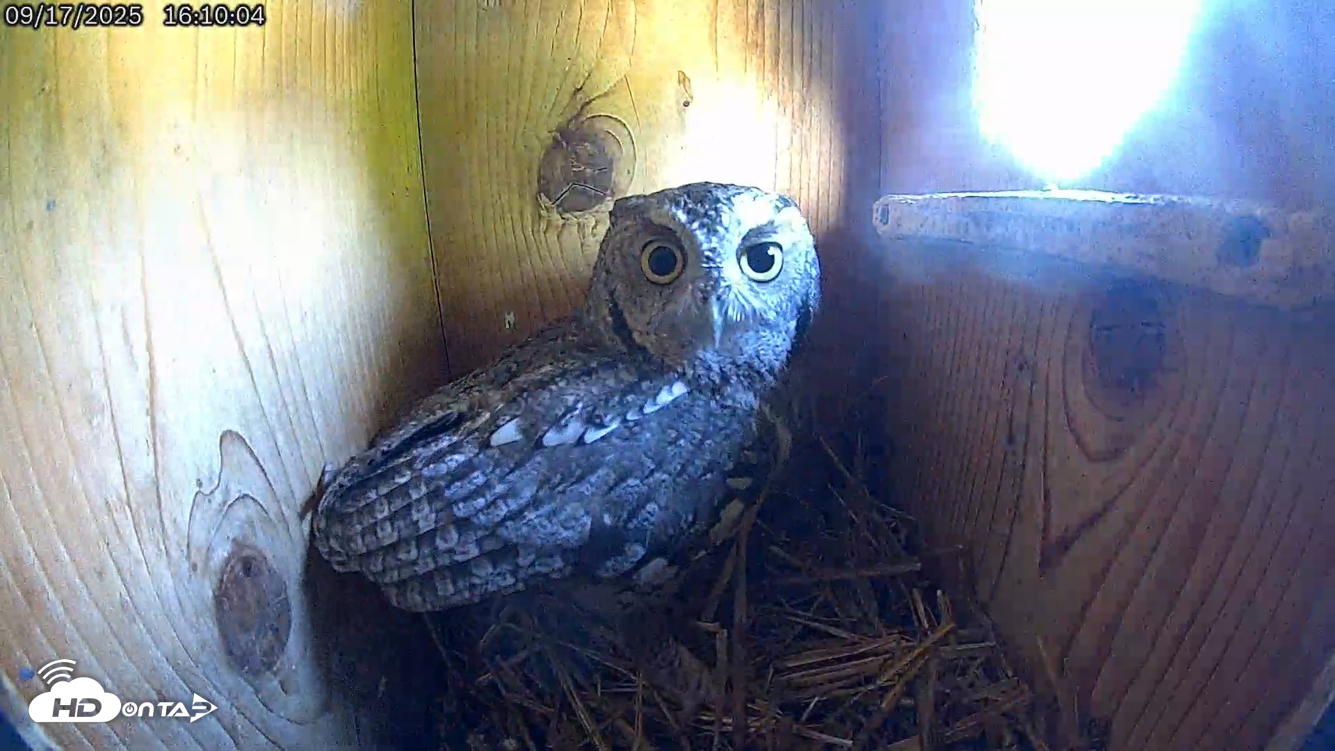 Snapshot of Eastern Screech Owl Live Cam taken Sep 17, 2025, 4:29pm CDT