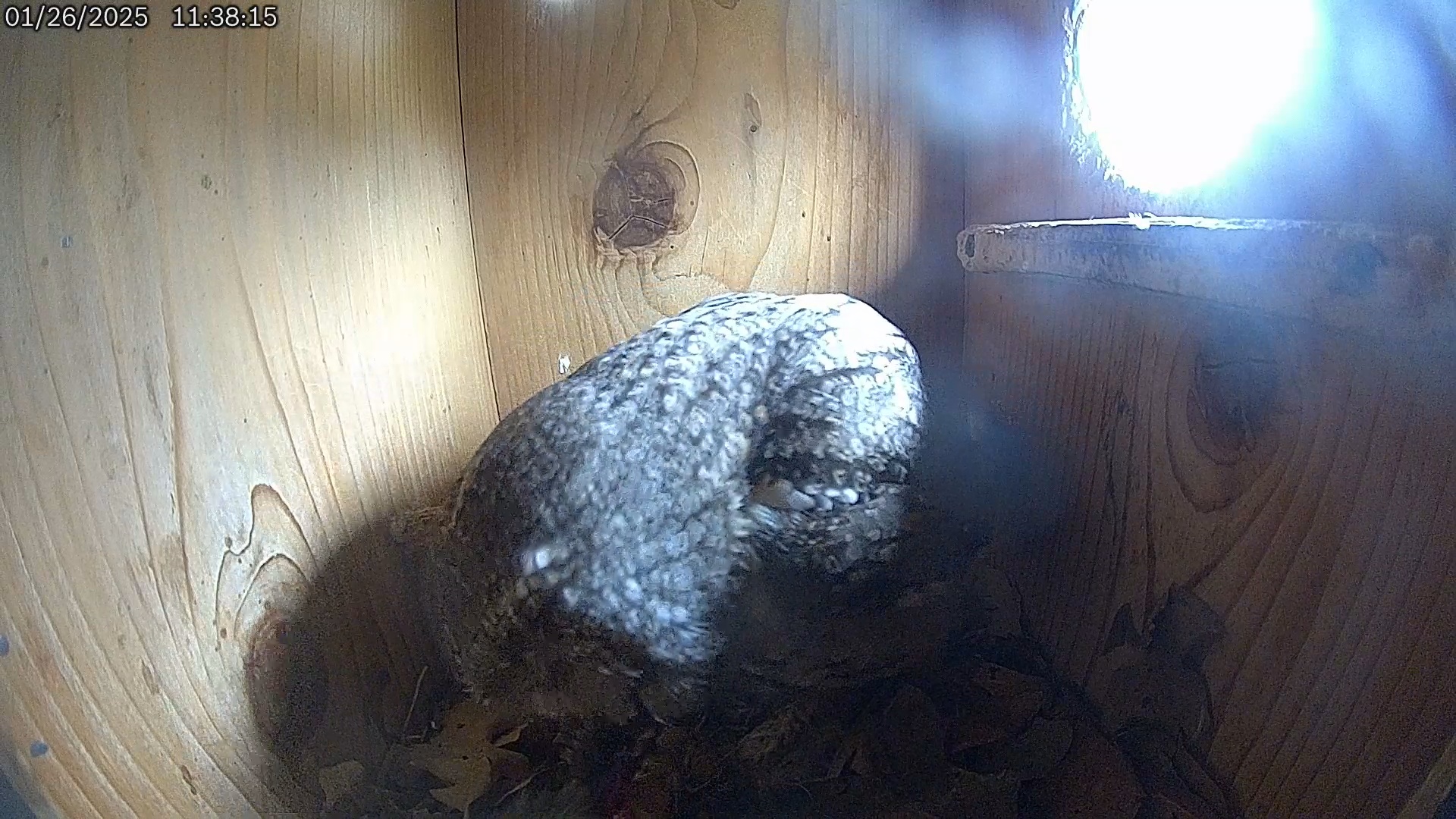 Snapshot of Eastern Screech Owl Live Cam taken Jan 26, 2025, 11:39am CST