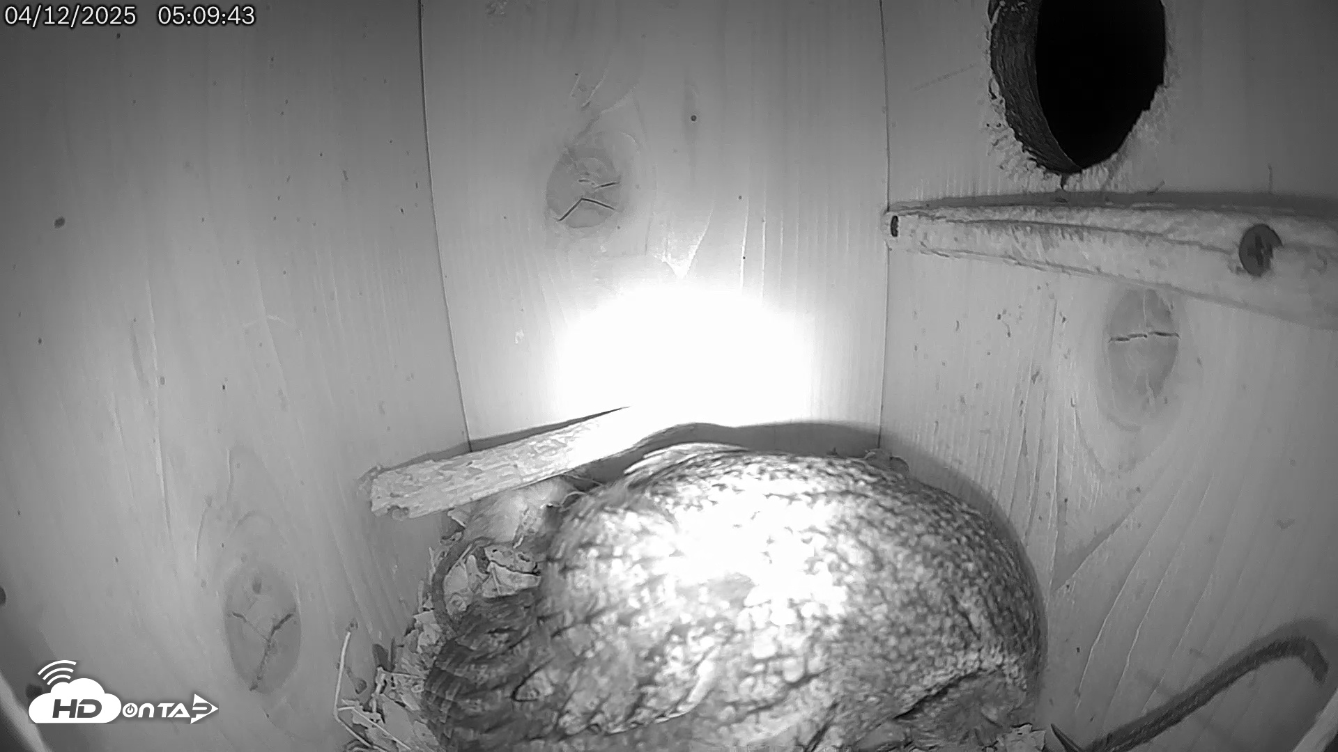 Snapshot of Eastern Screech Owl Live Cam taken Apr 12, 2025, 5:22am CDT