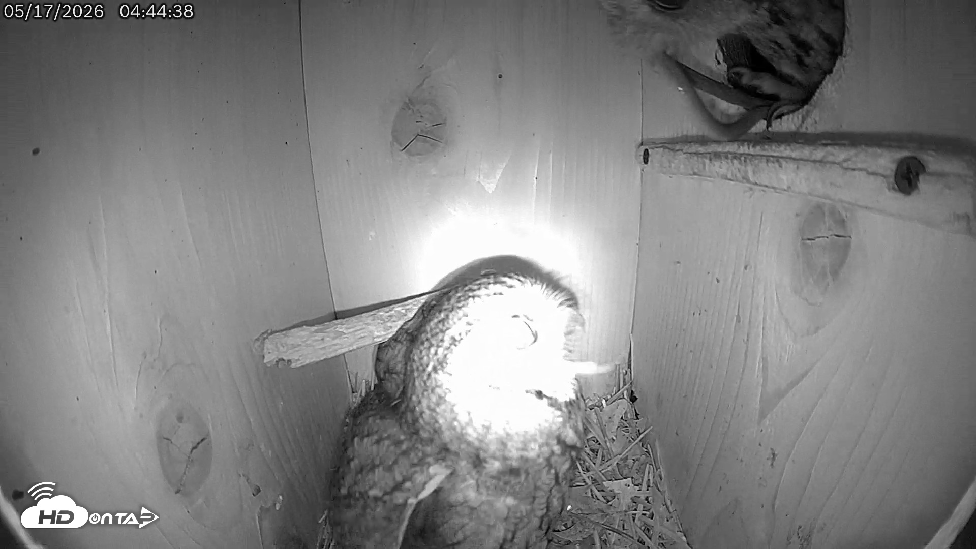 Snapshot of Eastern Screech Owl Live Cam taken May 17, 2026, 8:52am CDT