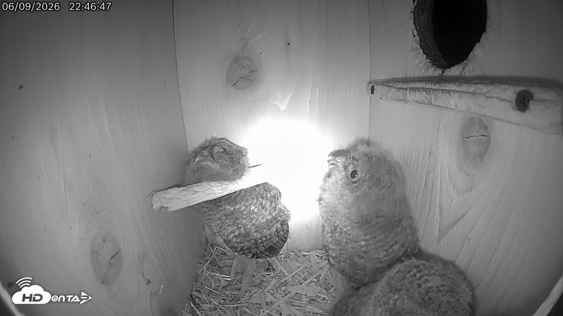Snapshot of Eastern Screech Owl Live Cam taken Jun 9, 2026, 10:47pm CDT
