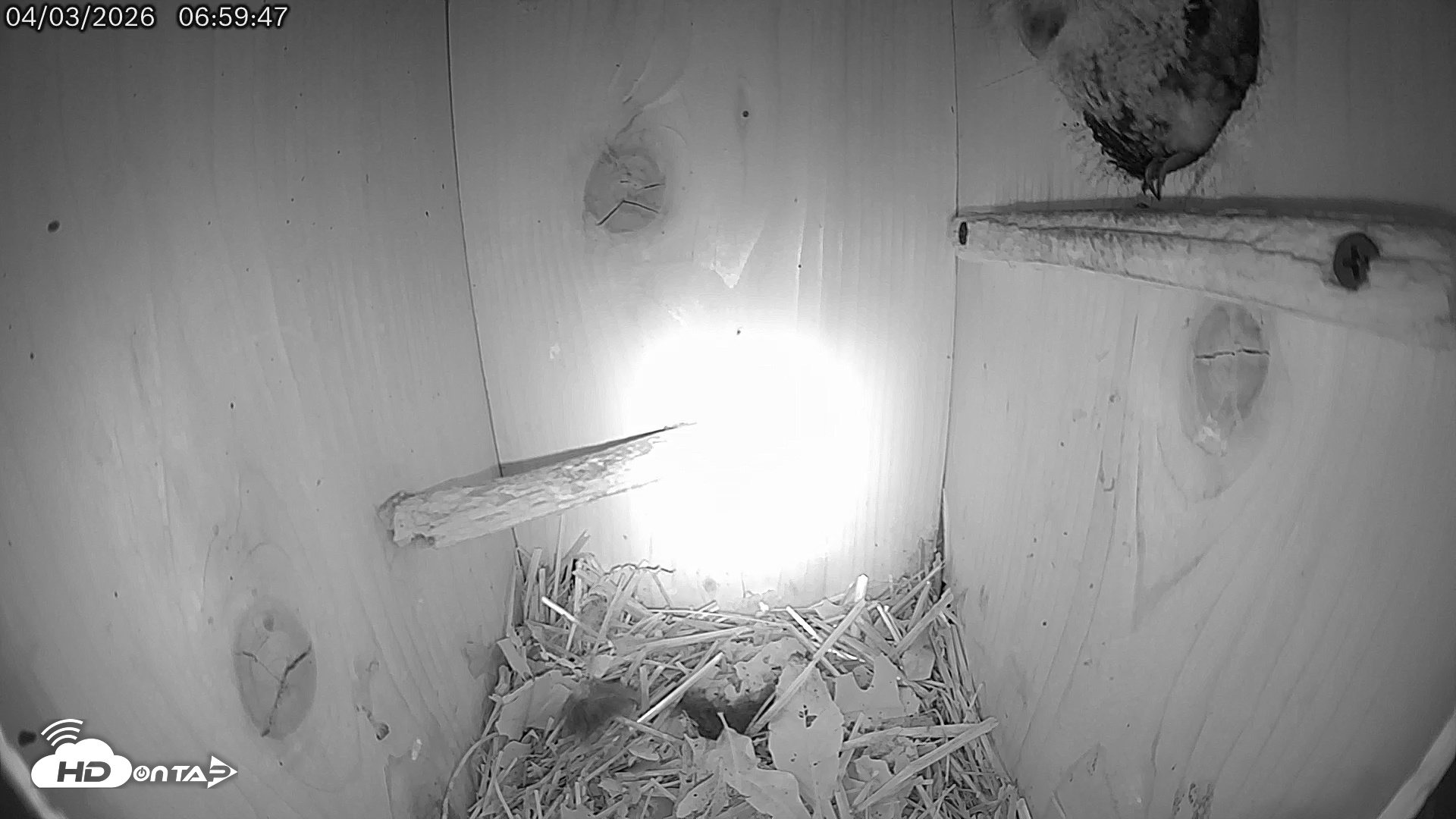 Snapshot of Eastern Screech Owl Live Cam taken Apr 3, 2026, 9:17am CDT