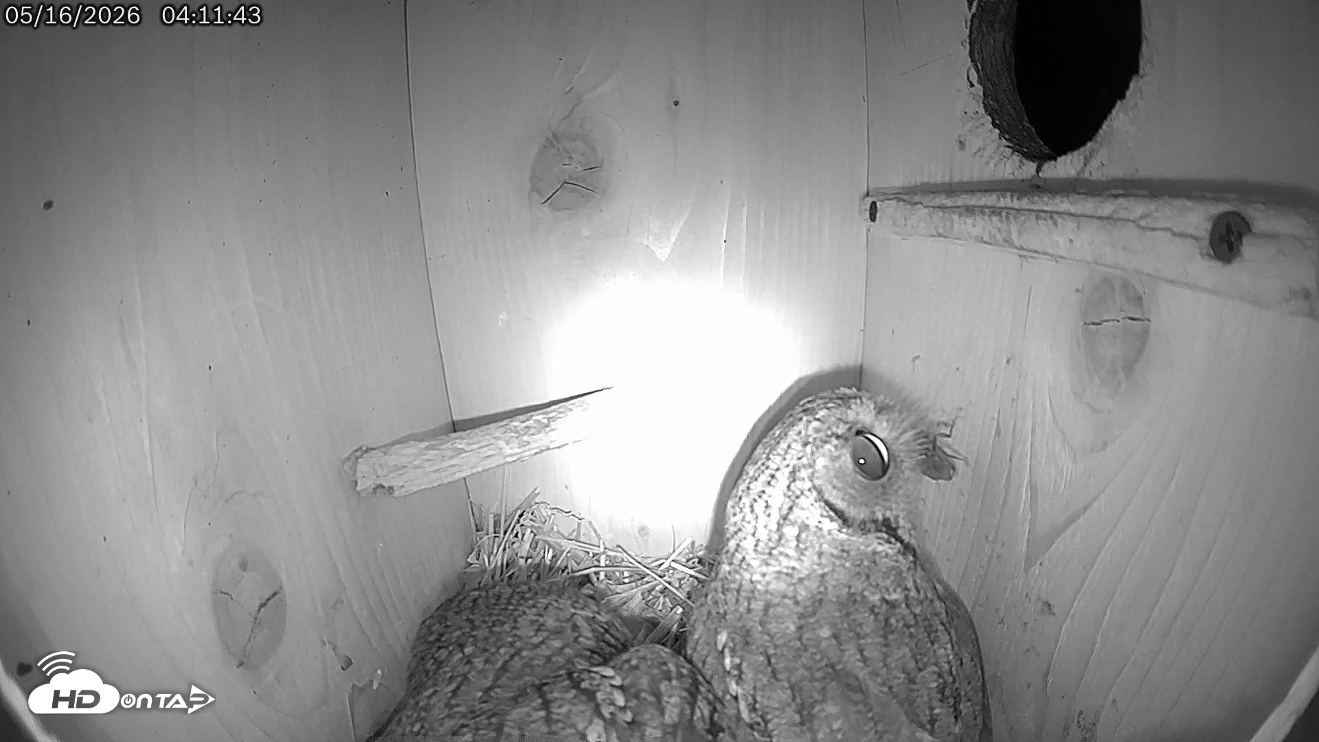 Snapshot of Eastern Screech Owl Live Cam taken May 16, 2026, 4:12am CDT