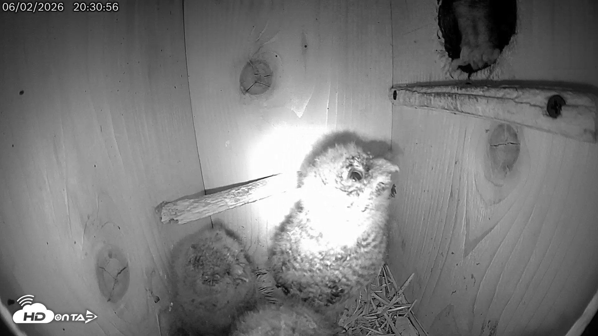Snapshot of Eastern Screech Owl Live Cam taken Jun 2, 2026, 10:14pm CDT