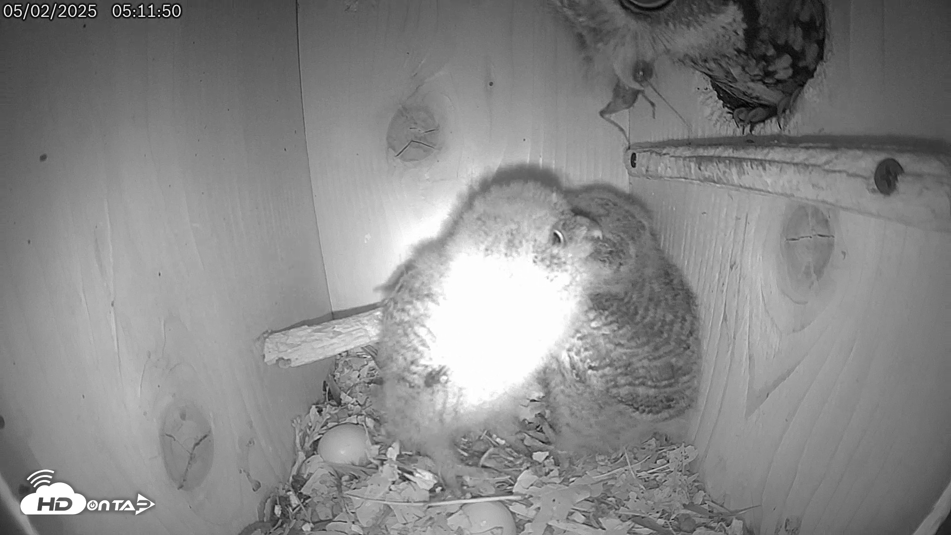 Snapshot of Eastern Screech Owl Live Cam taken May 2, 2025, 5:16am CDT
